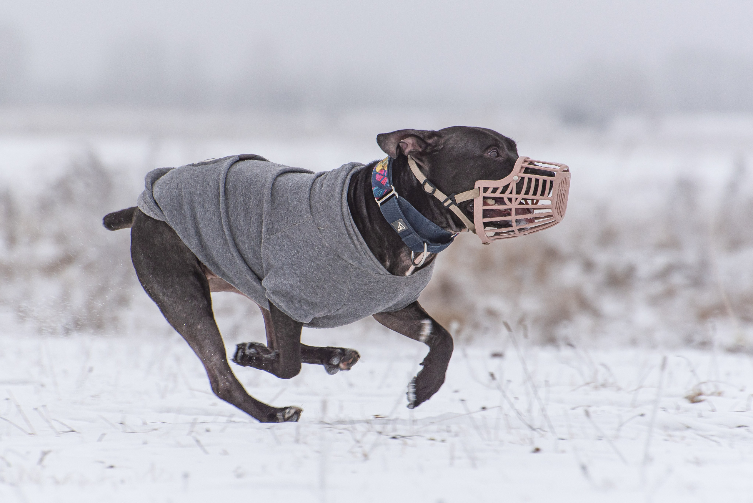 Бега за механической приманкой (Курсинг). Фотограф Макс Огурцов в Нижнем Новгороде
