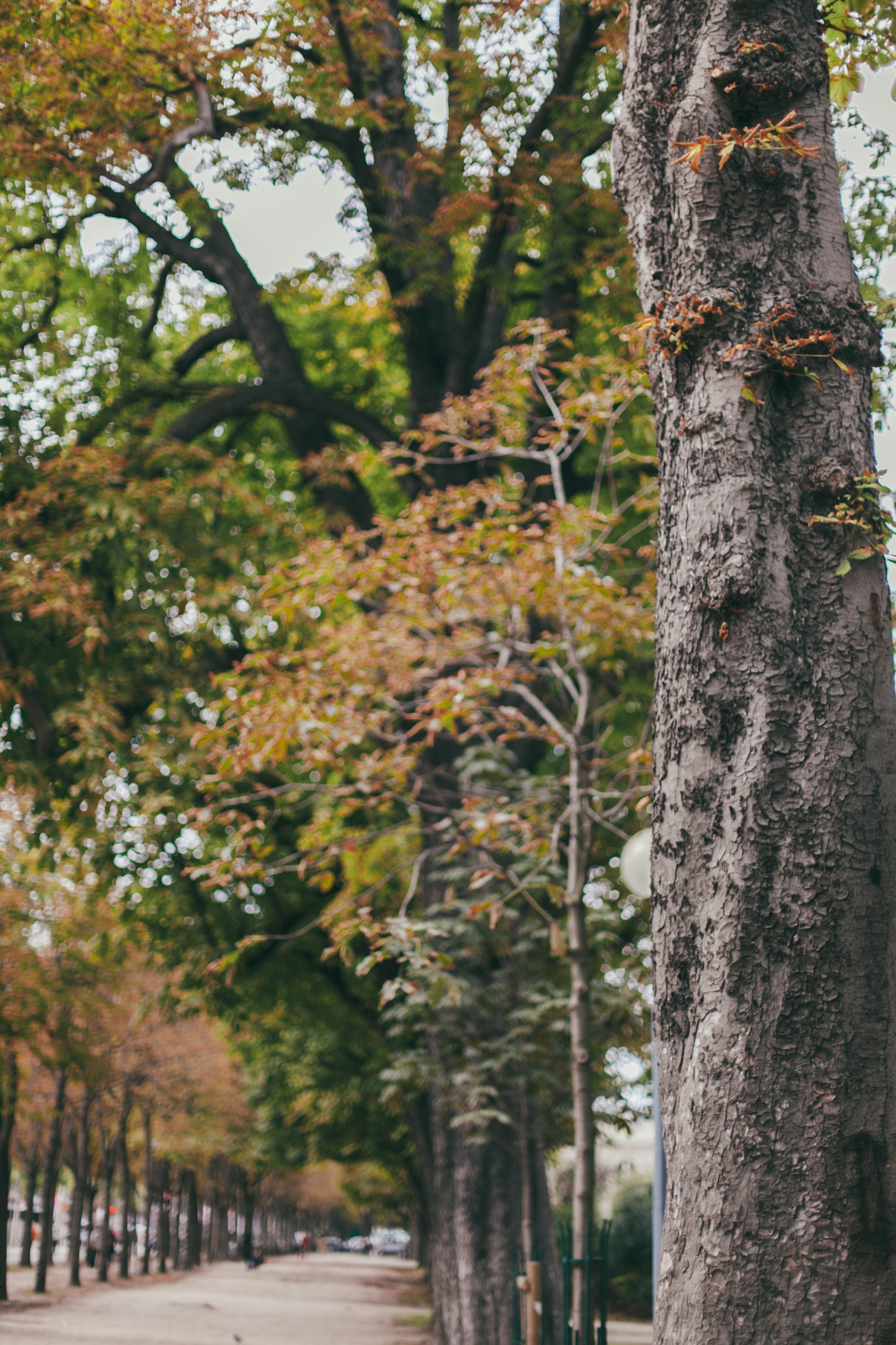 Париж. Аня Степанова