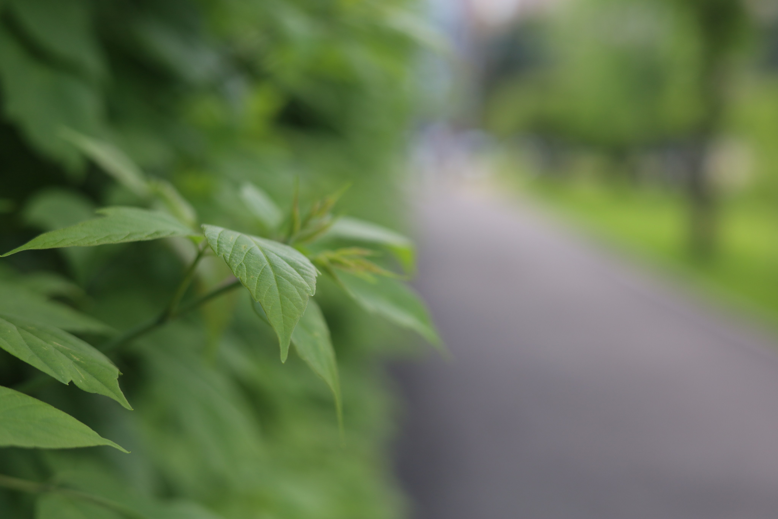 Репортажка: Троя: День защиты детей. Фотограф в Красноярске Никитина Мария