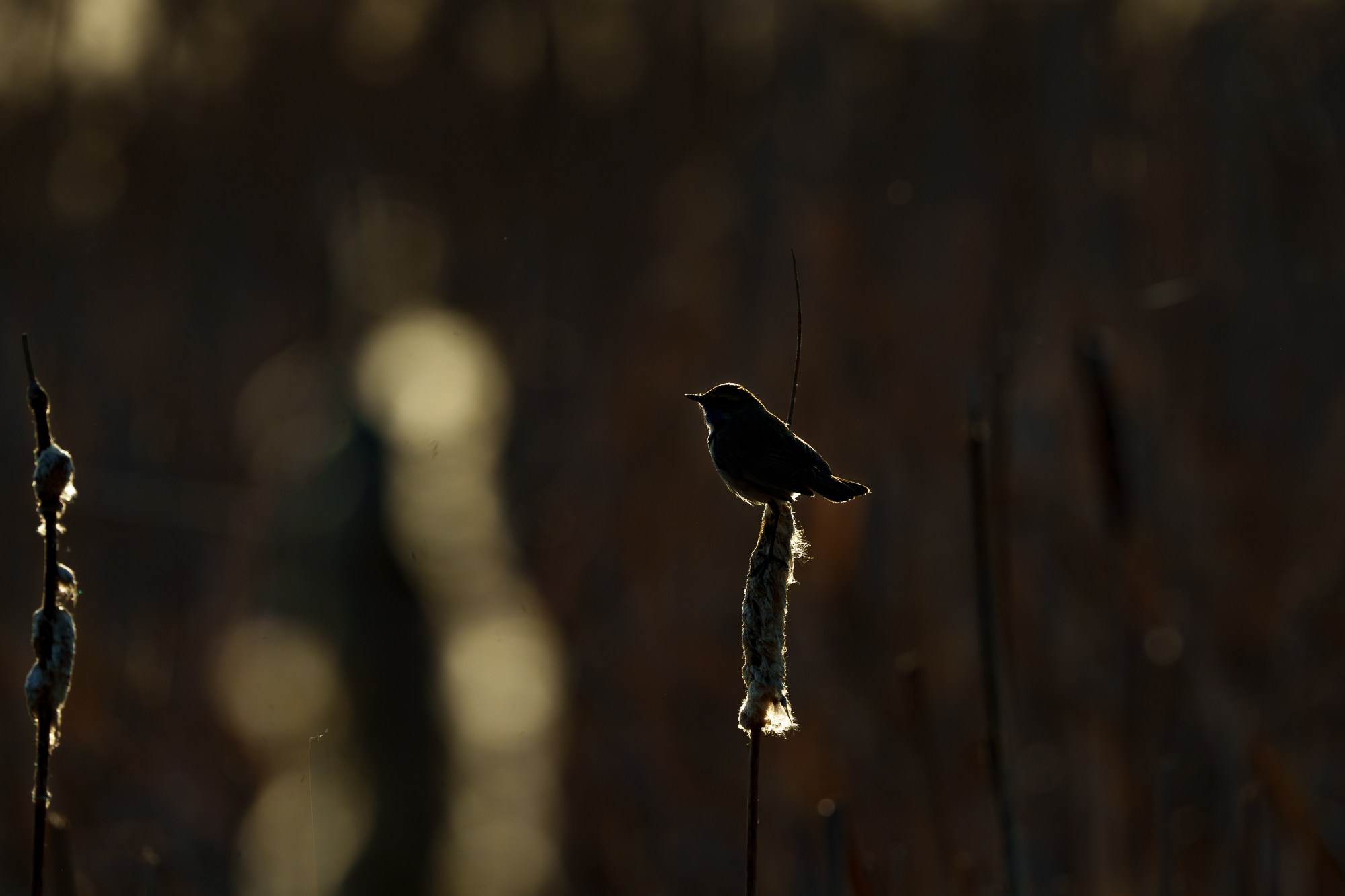 Удивительные мир птиц. Вокруг нас столько прекрасного — присмотритесь!. Ваш личный фотограф Марина Волкова