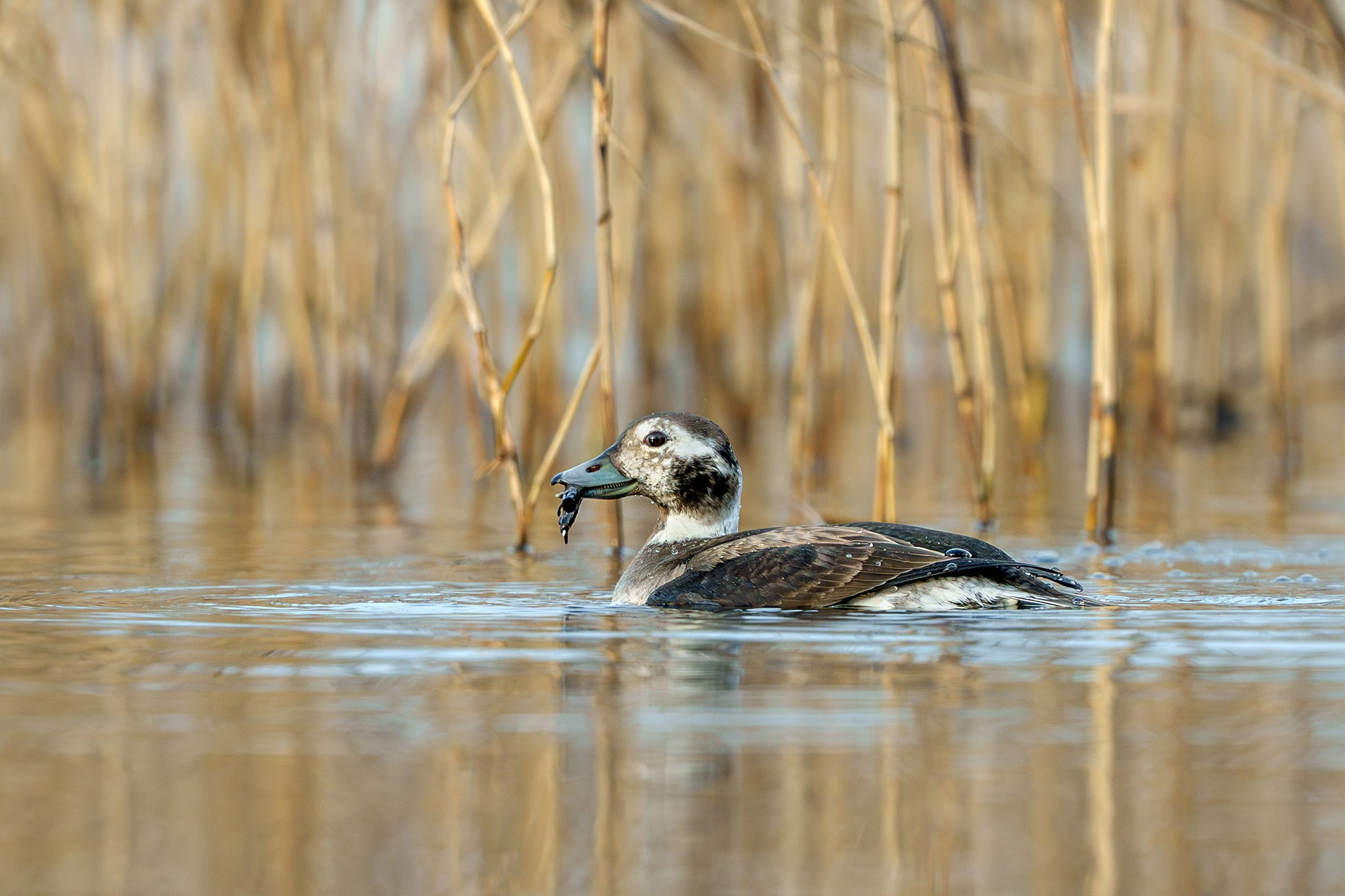 Удивительные мир птиц. Вокруг нас столько прекрасного — присмотритесь!. Ваш личный фотограф Марина Волкова