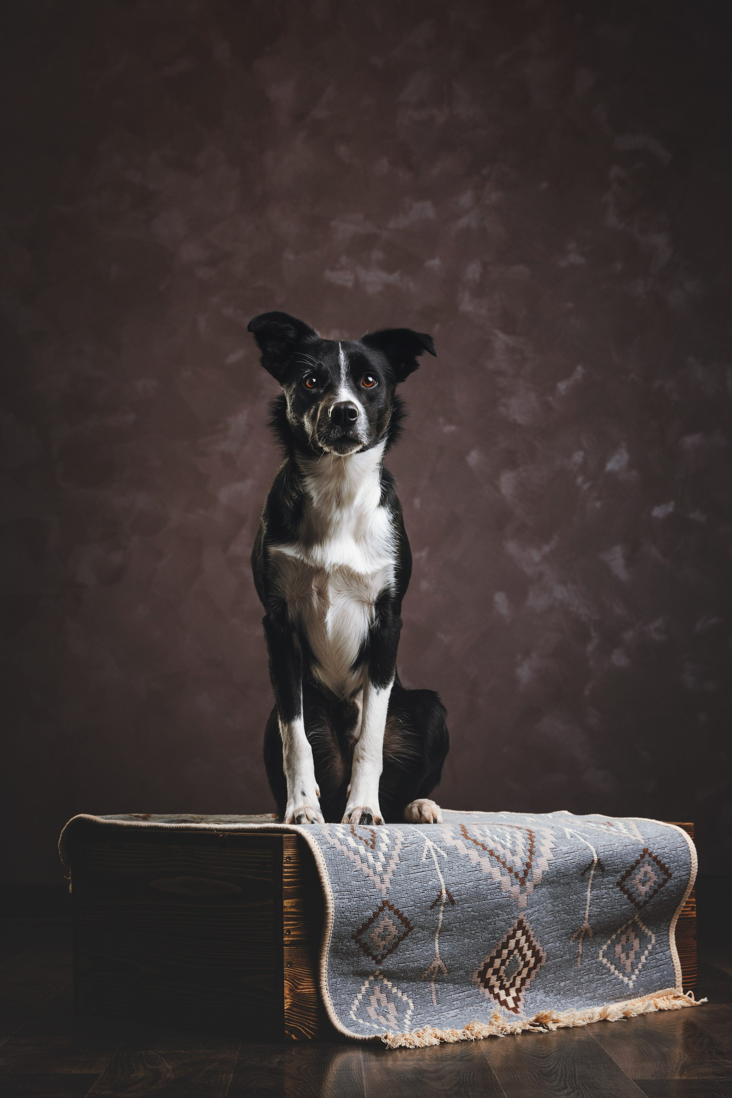 Бордер-колли. Фотограф анималист Осипчикова Мария