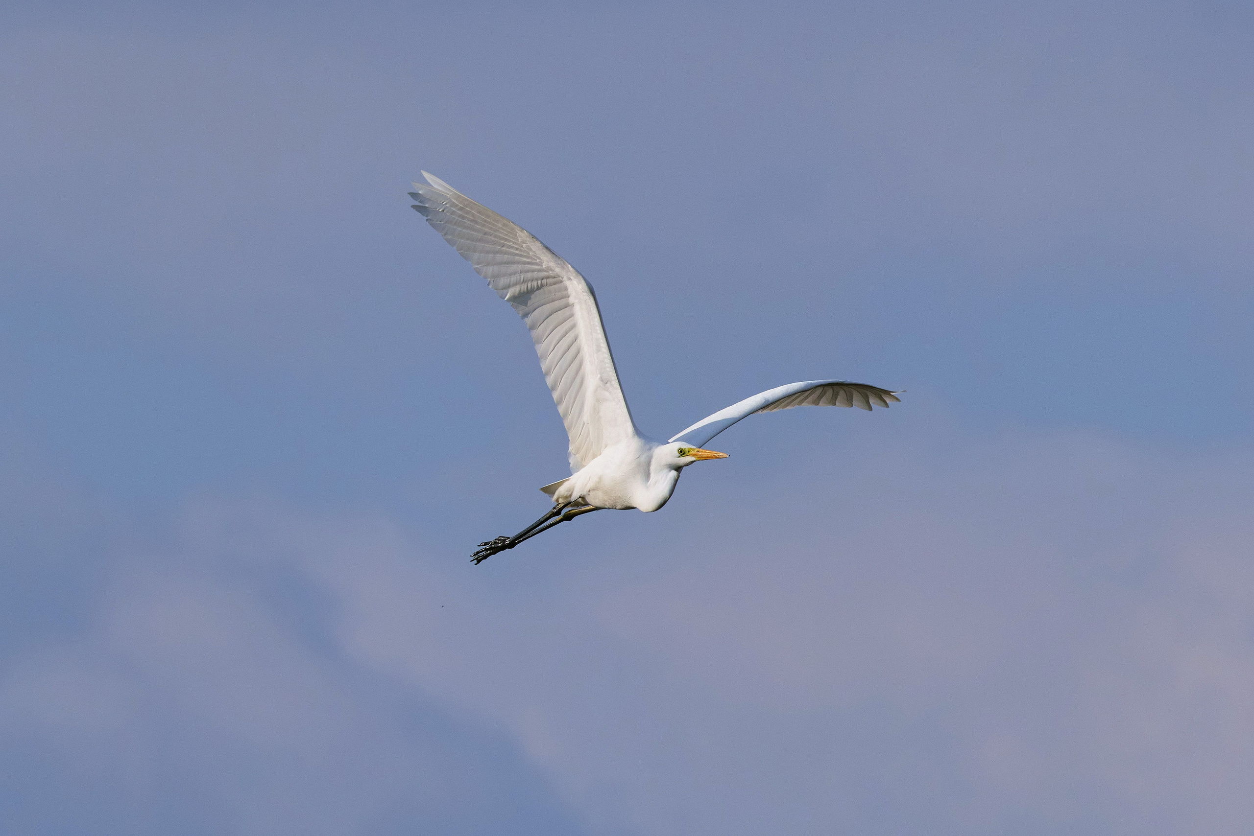 Большая белая цапля летит на фоне неба, фото крупным планом