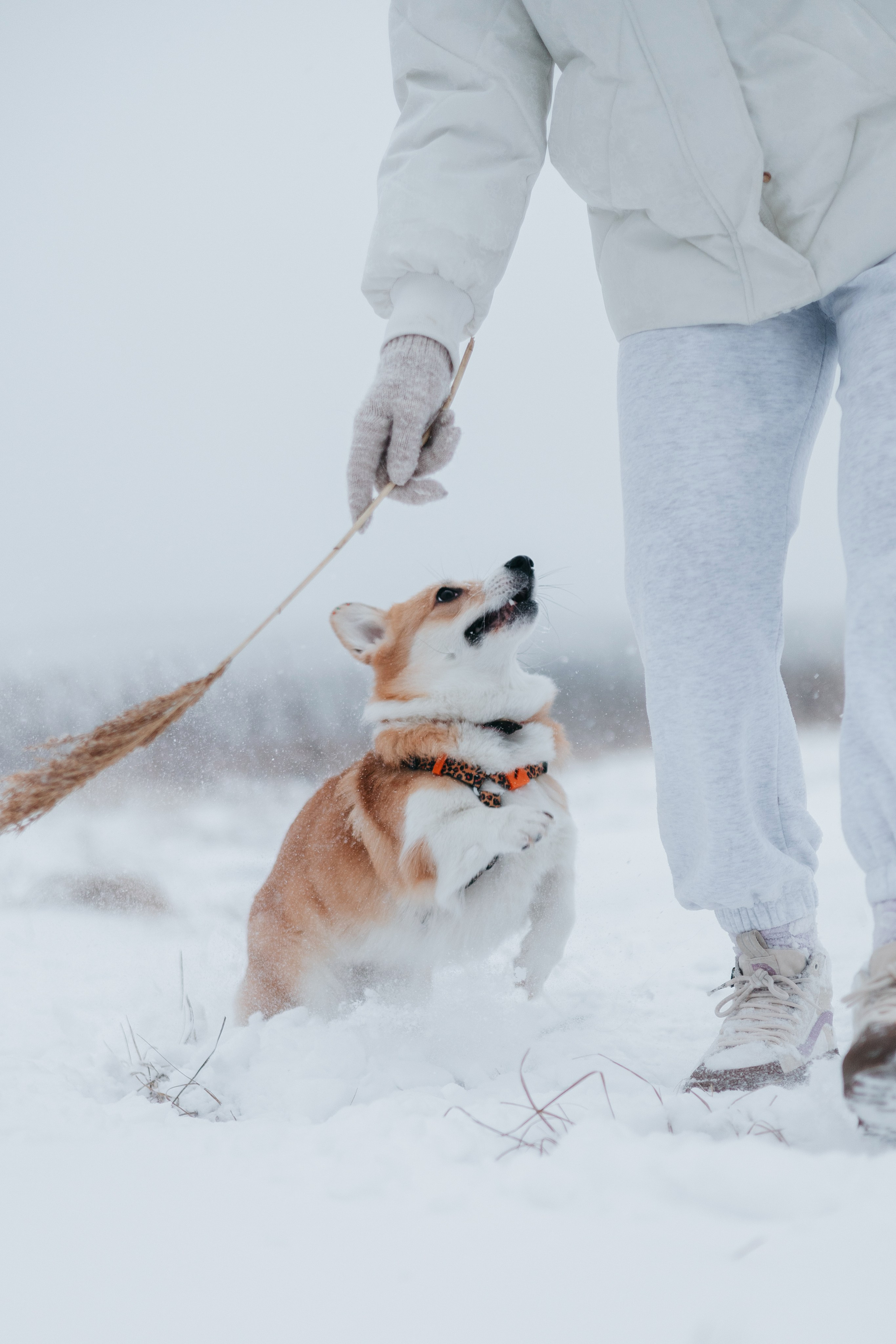 Лена, Лиза и Мия. Фотограф — анималист Владивосток, Алина