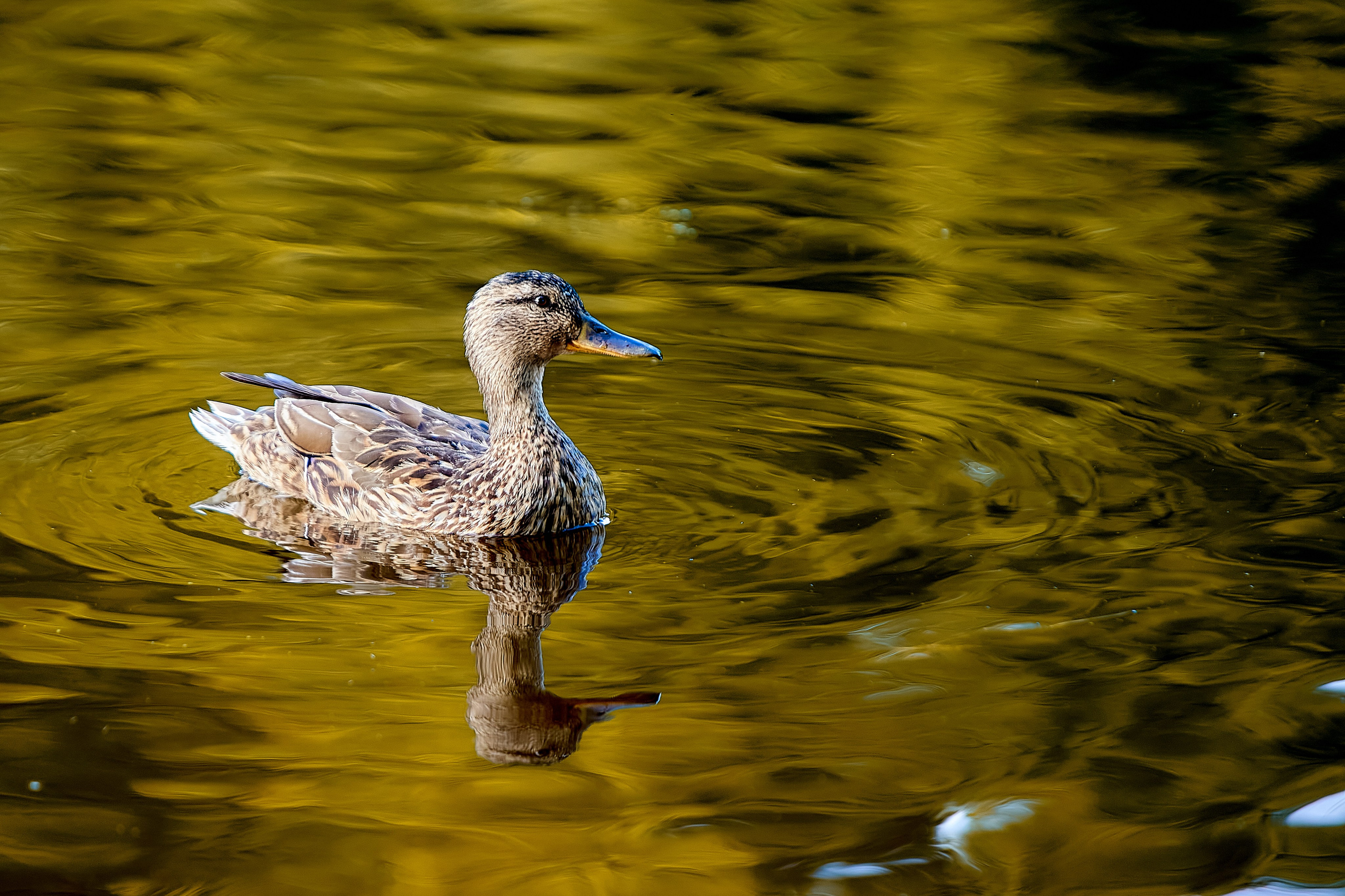 Фотографии природы