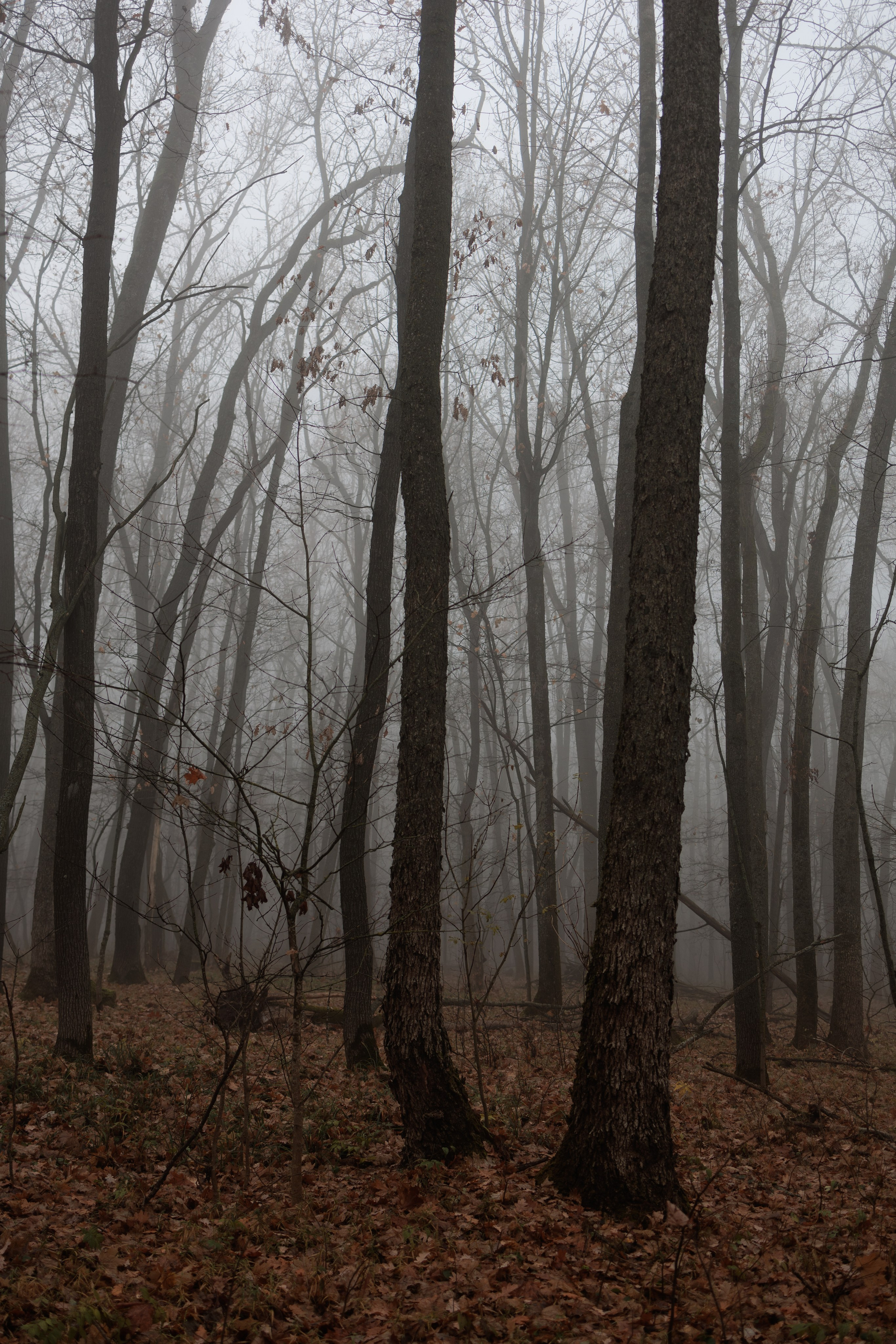 В туманном лесу. Семейный фотограф в Белгороде