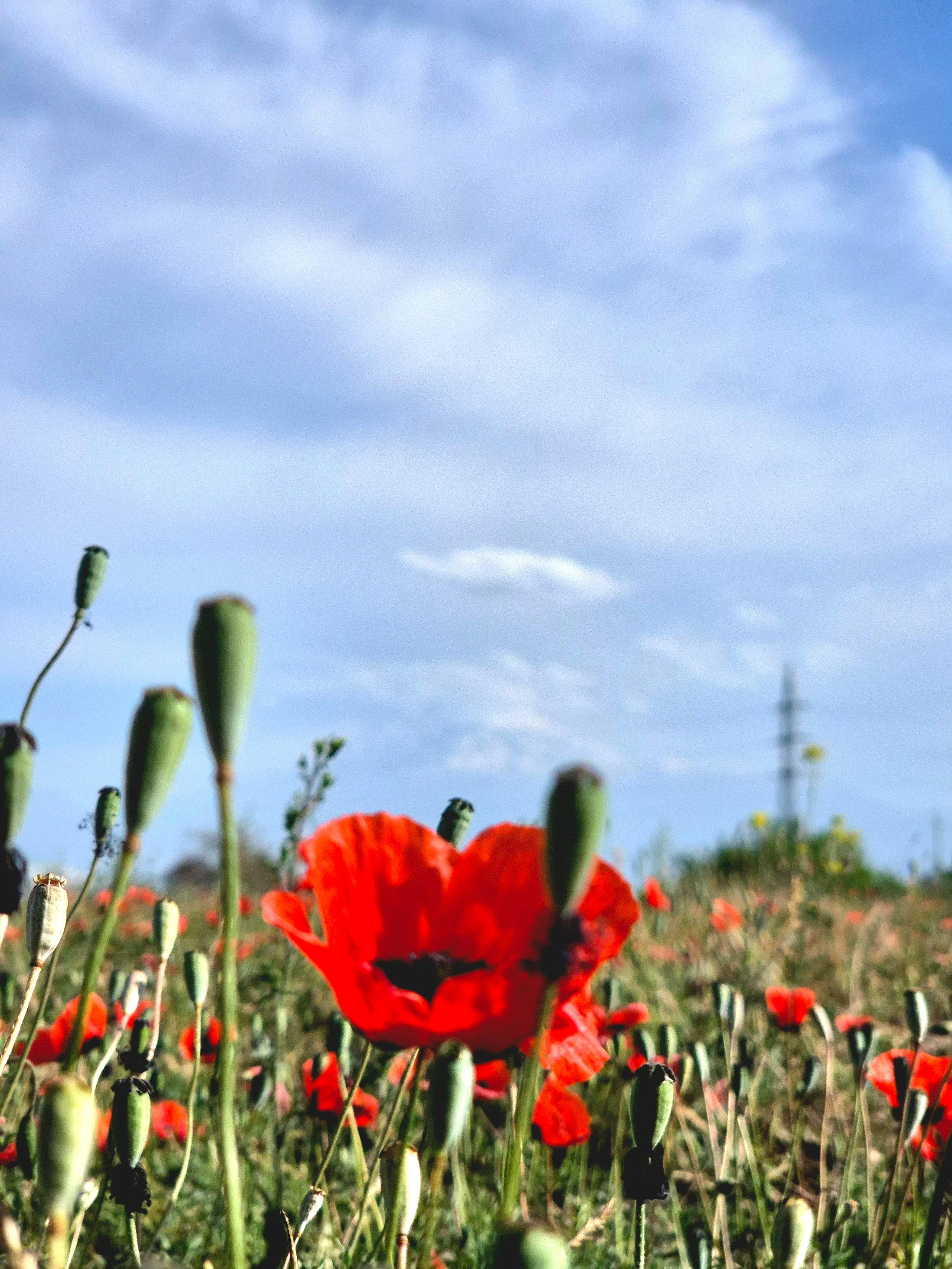 Маковые поля