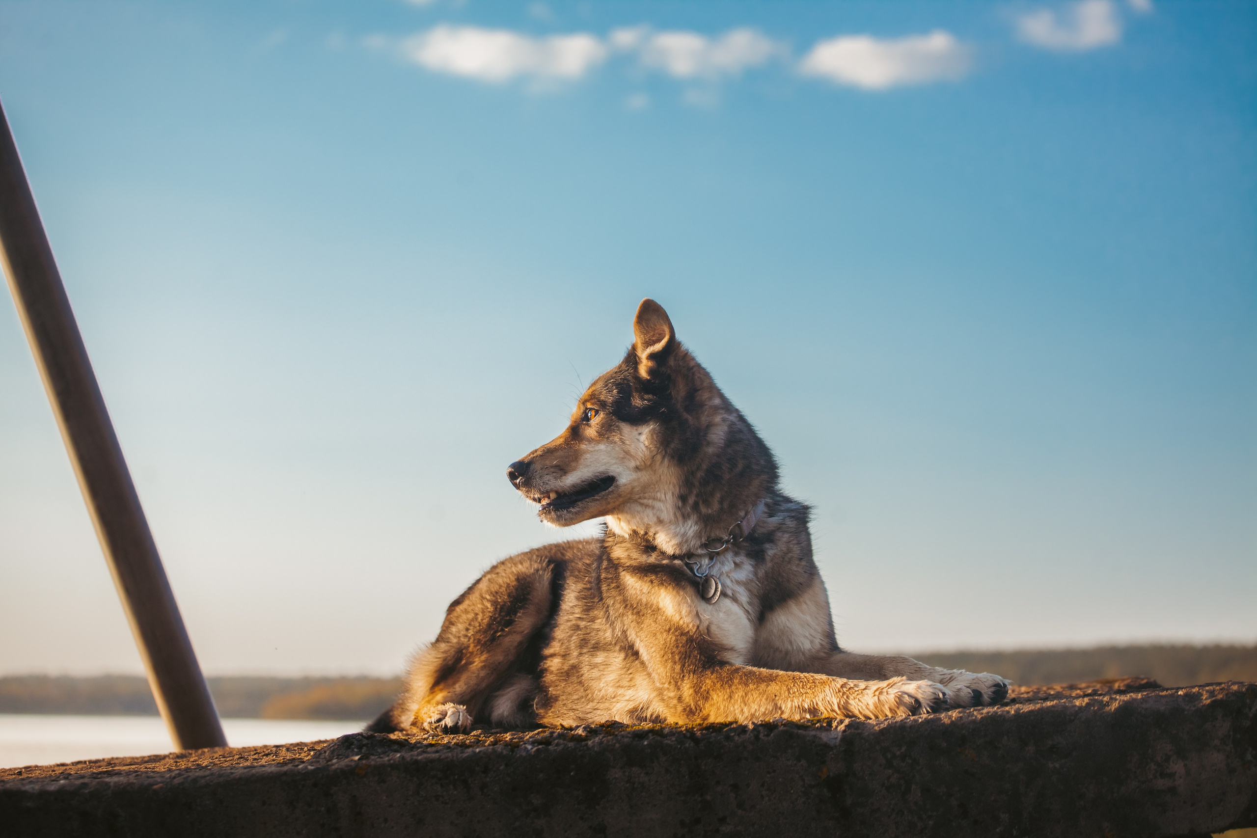 Фотопрогулка в Ленобласти. Фотограф-анималист Татьяна Степанова