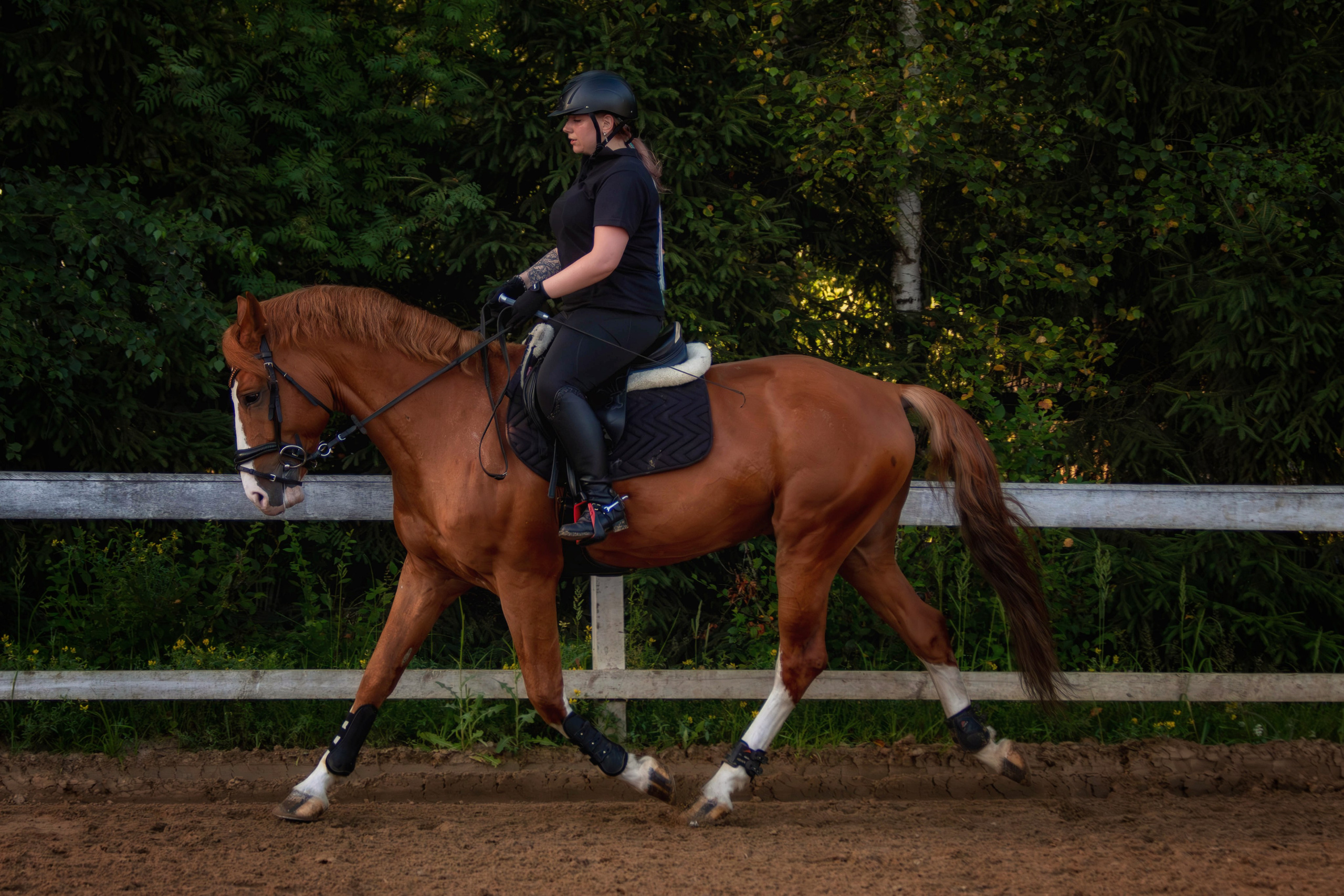 Таисия и Камелот. Фотограф анималист — Тула, Москва