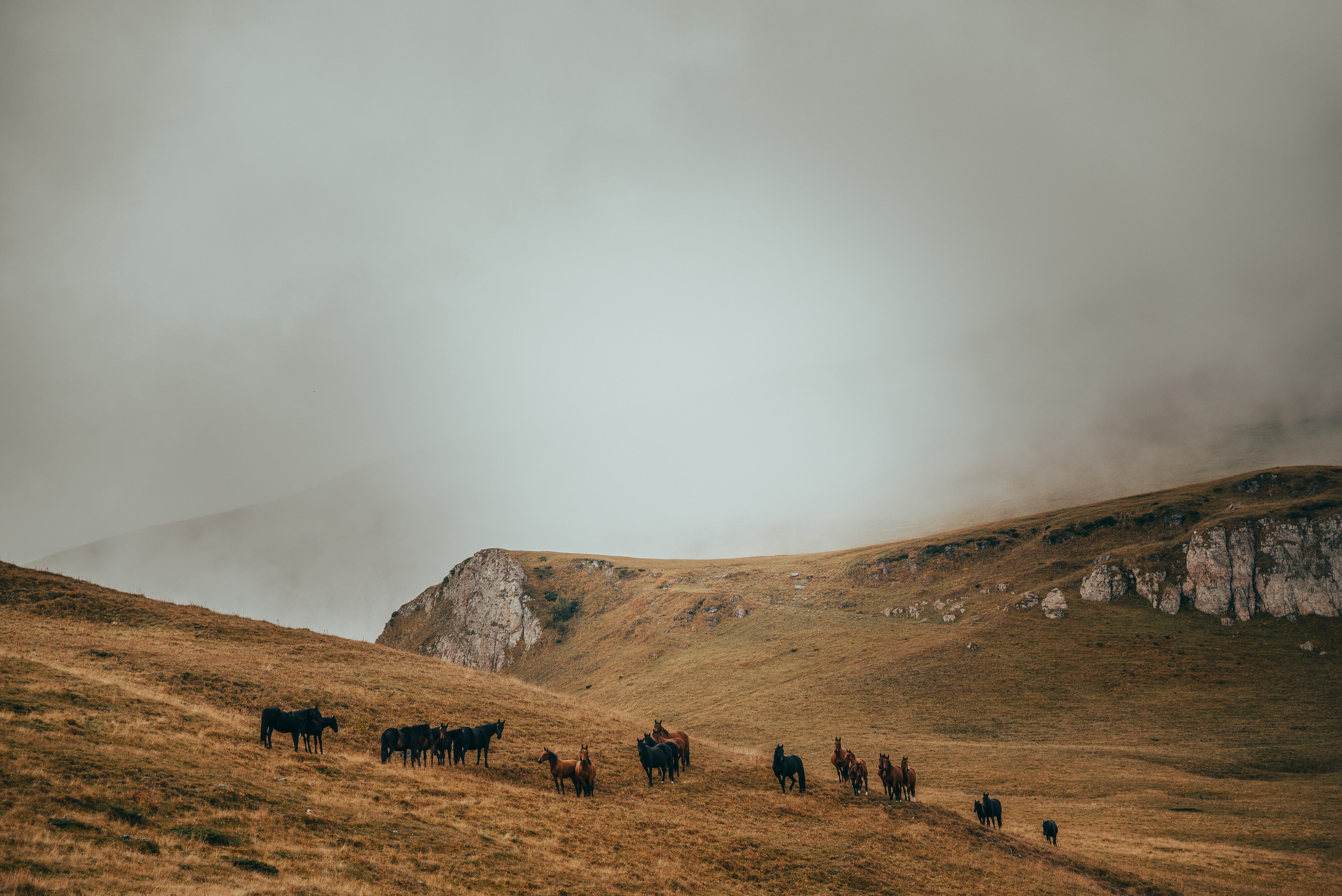 фотография кавказских гор, Магишо, пасущиеся лошади