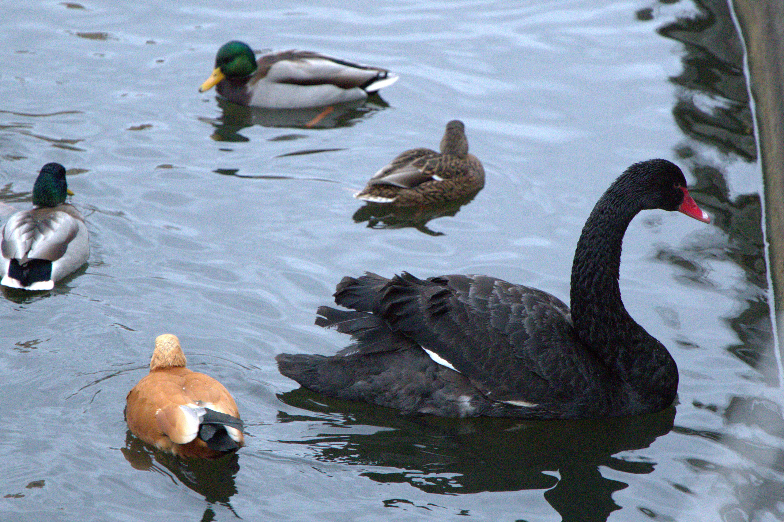 ЗООПАРК. ФОТОГРАФ В МОСКВЕ СТАНИСЛАВ КОБЗЕВ