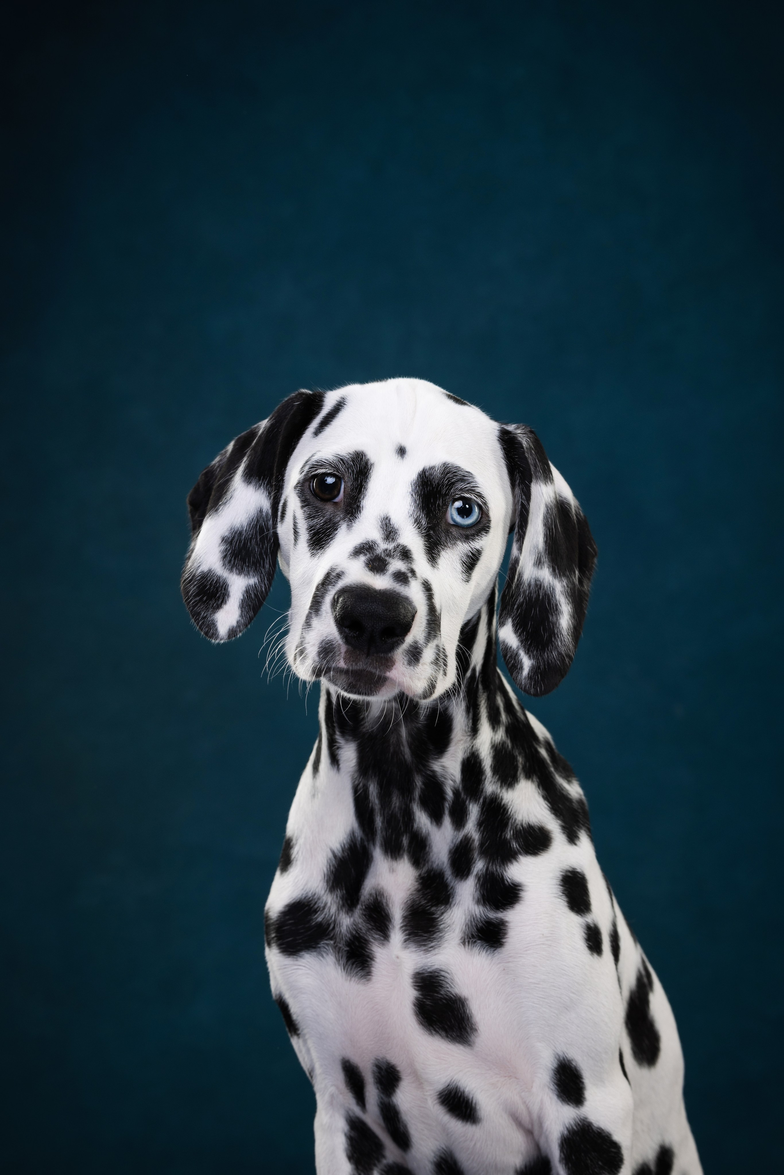 Далматин Одри. Фотограф анималист Осипчикова Мария