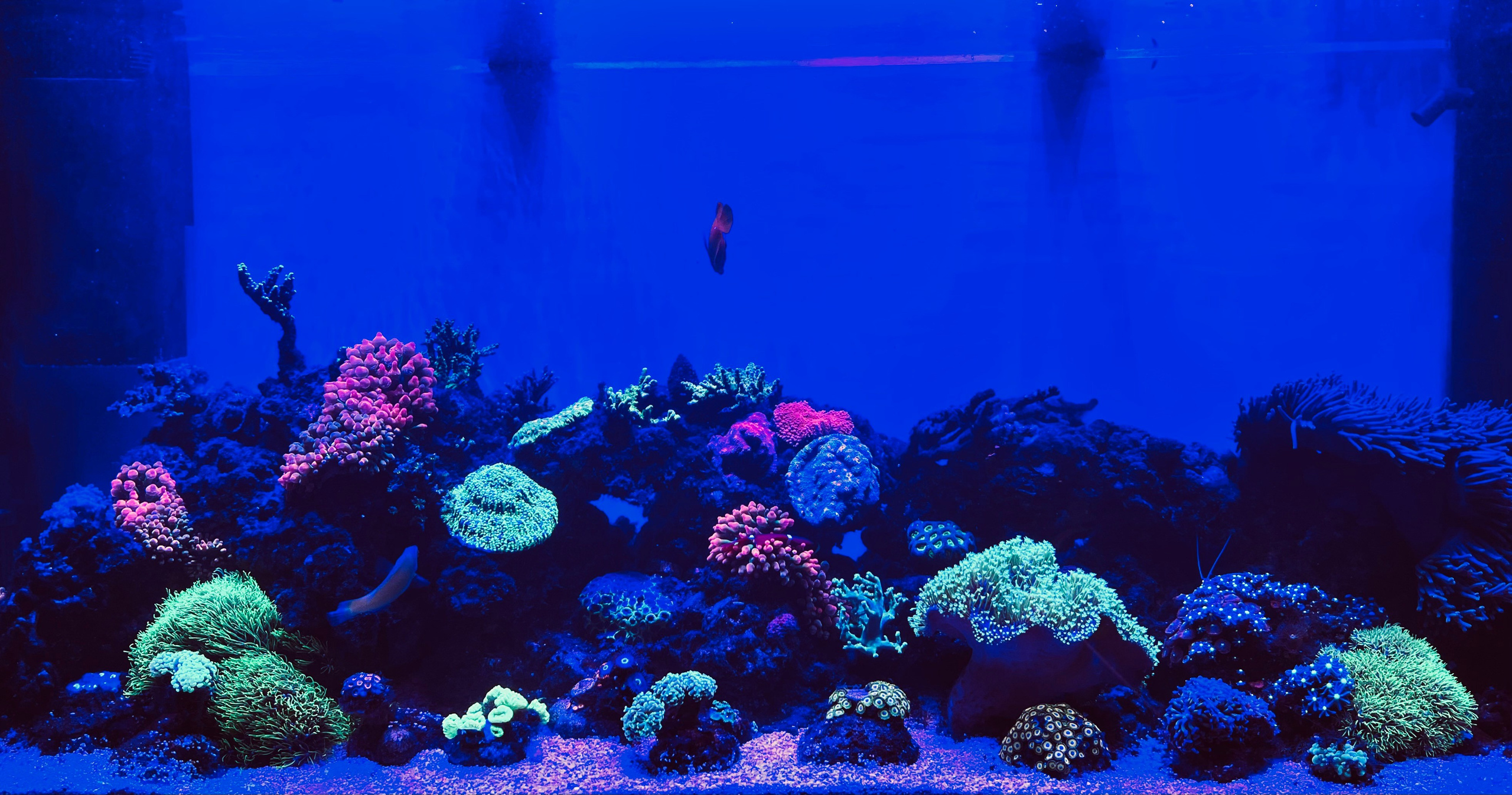 Портфолио морских аквариумов. Максим Ерёмин. Home