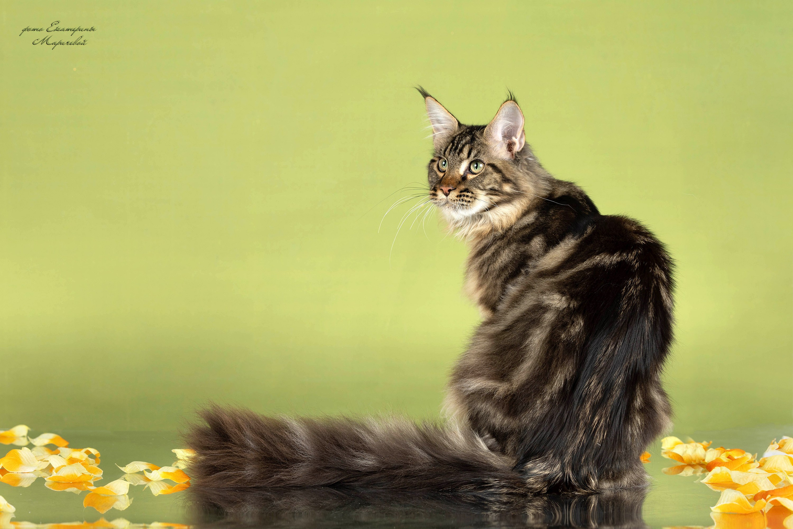 Стендовая съёмка на выставках кошек. Фотограф-анималист в Омске Екатерина Маричева