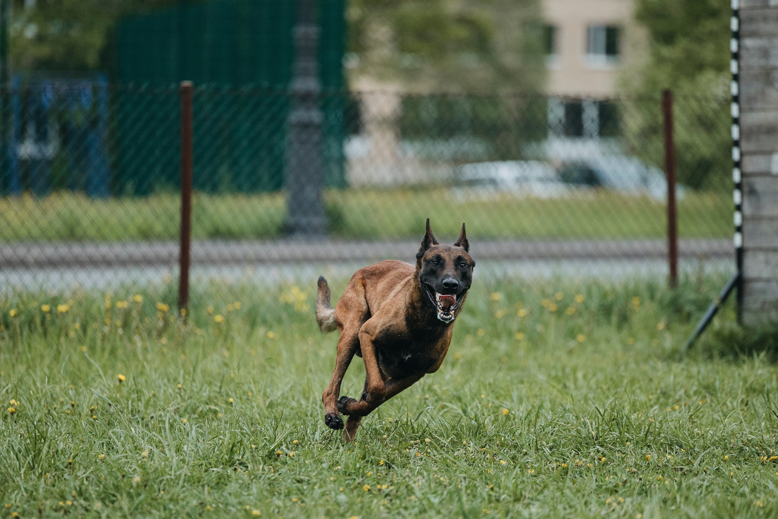 26.05.25 г. Пушкин квалификационные соревнования. Фотограф-анималист Анна Маринич