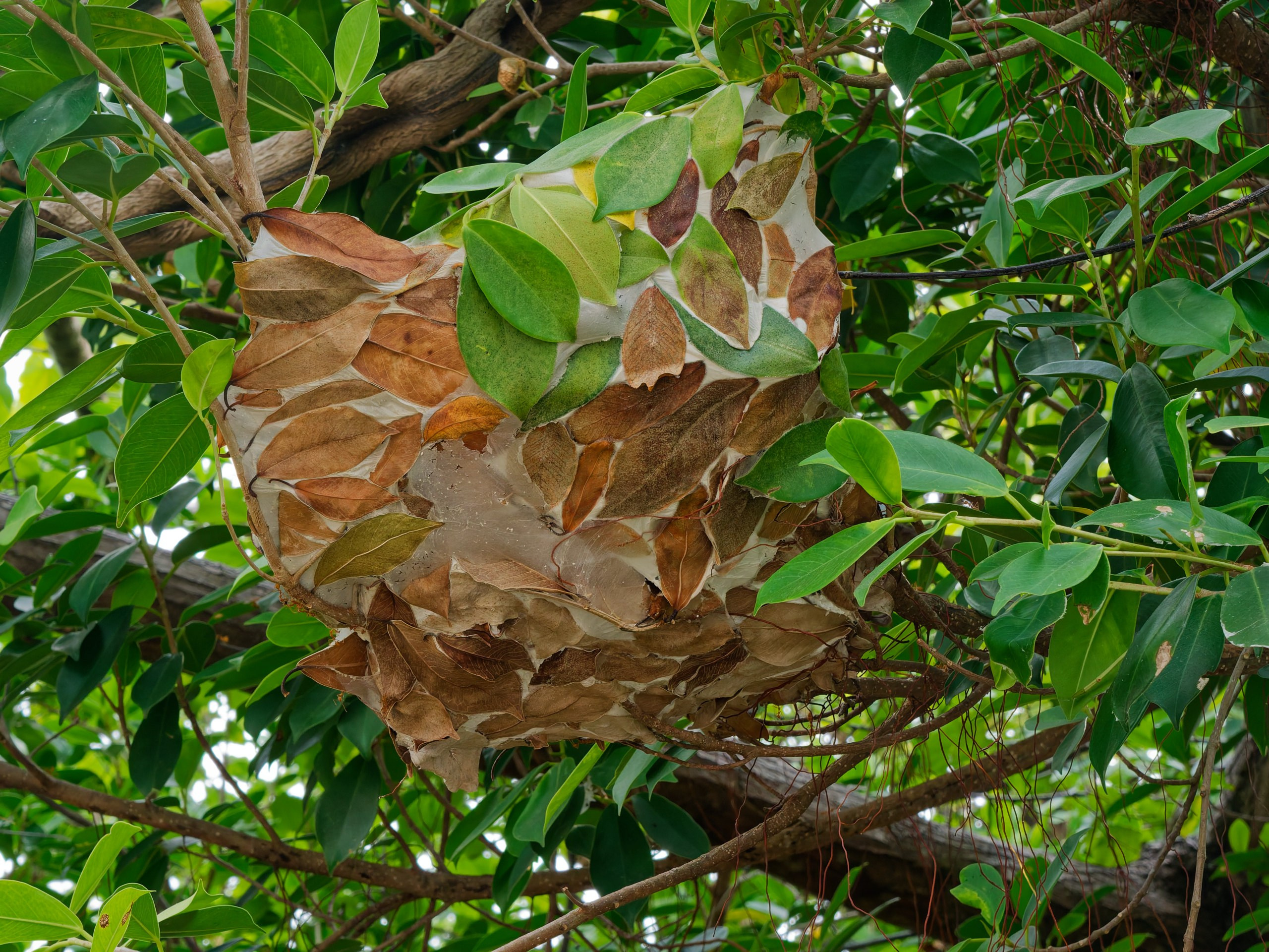 Хайнань 2026, флора, цветы и деревья. Фотопрогулки по Миру