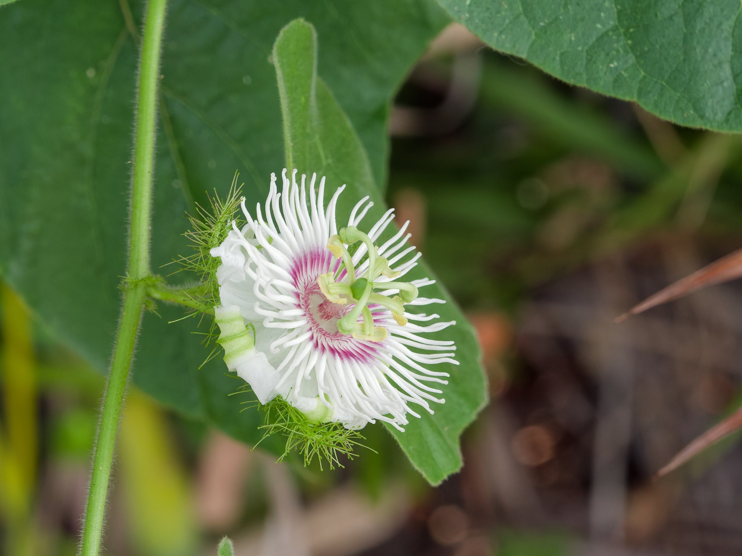 Хайнань 2026, флора, цветы и деревья. Фотопрогулки по Миру