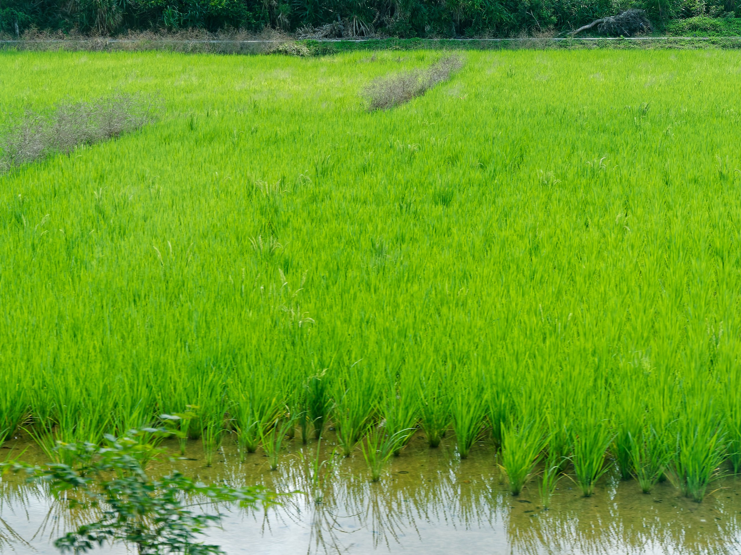 Хайнань 2026, флора, цветы и деревья. Фотопрогулки по Миру