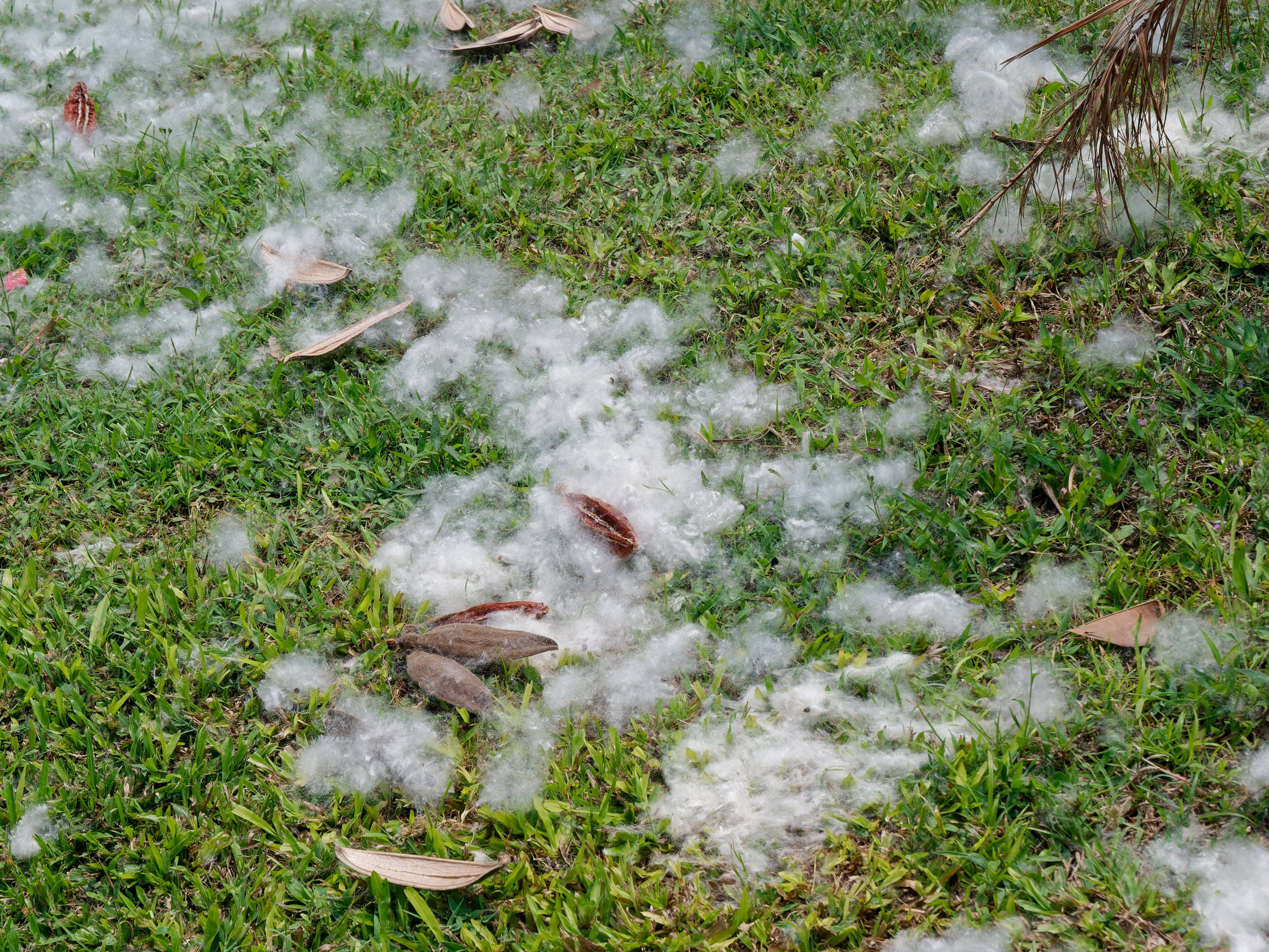 Хайнань 2026, флора, цветы и деревья. Фотопрогулки по Миру