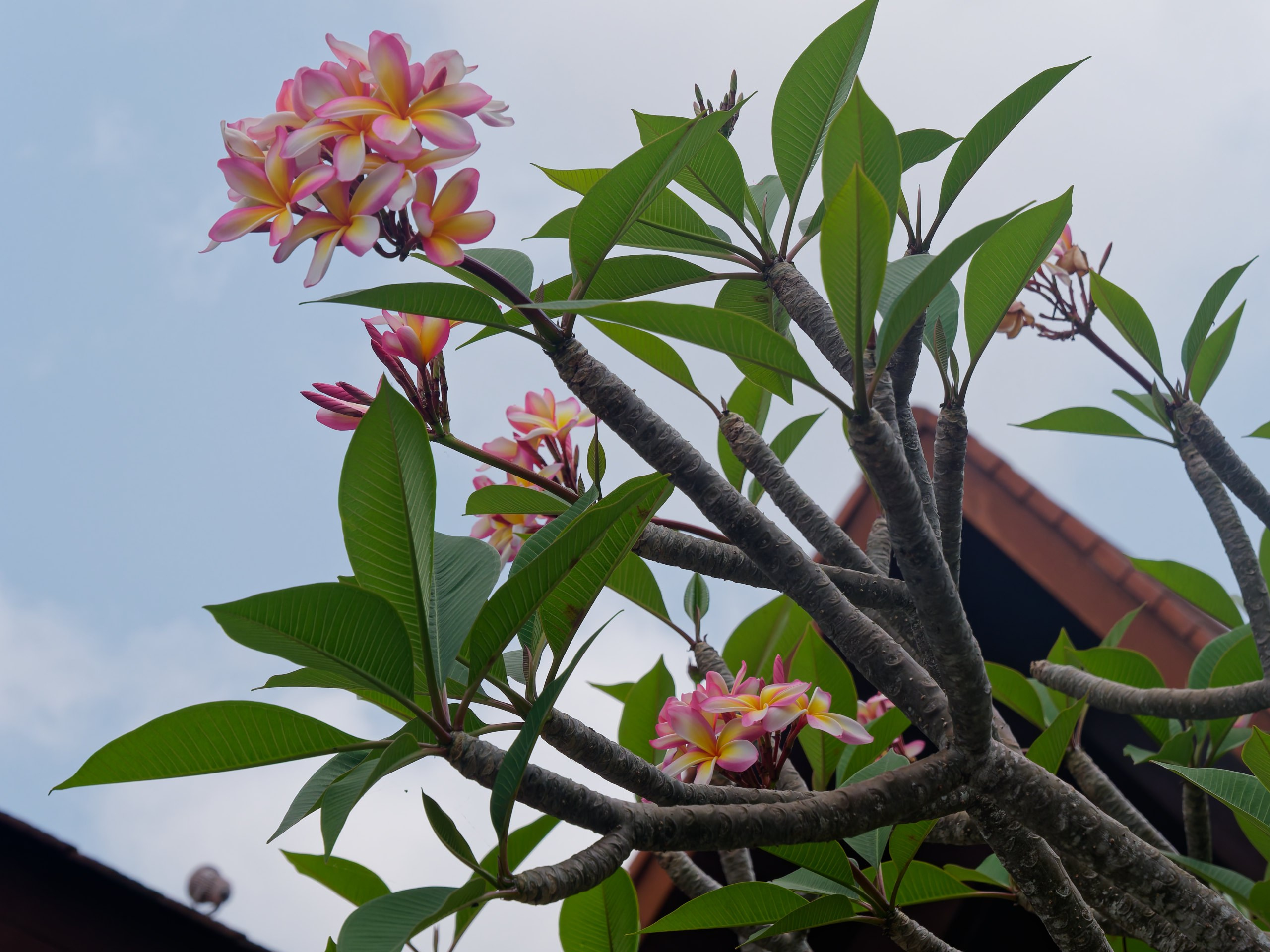 Хайнань 2026, флора, цветы и деревья. Фотопрогулки по Миру