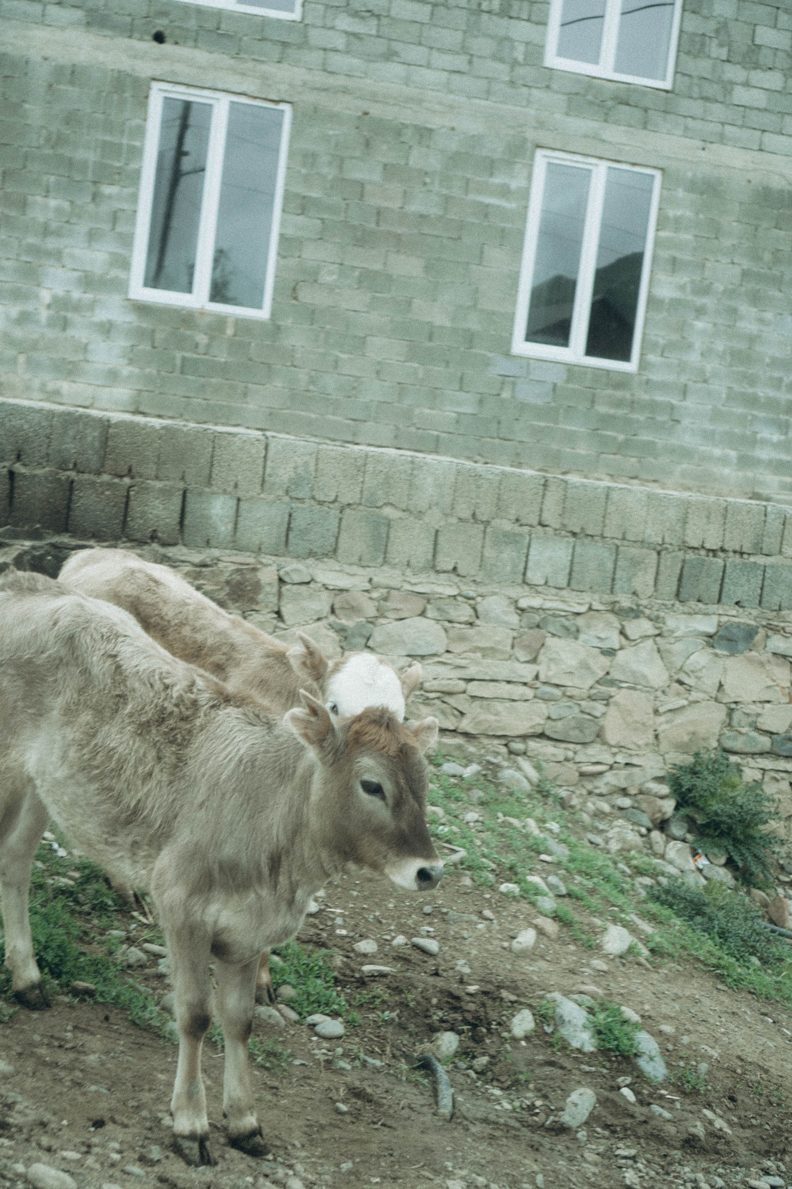 Кавказ. Профессиональный фотограф, Санкт-Петербург — Виктория Богомолова
