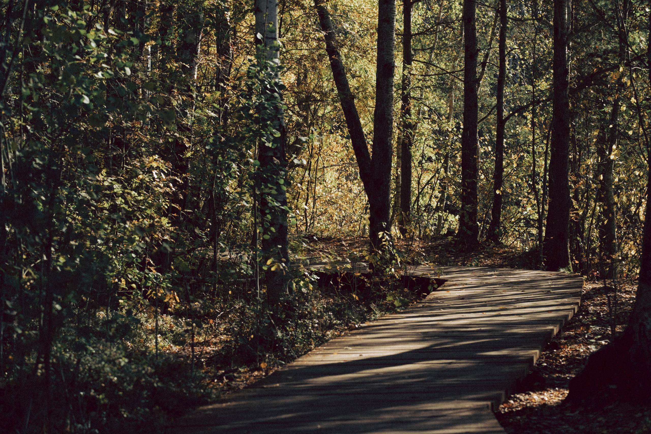 Осеняя прогулка. Профессиональный фотограф, Санкт-Петербург — Виктория Богомолова