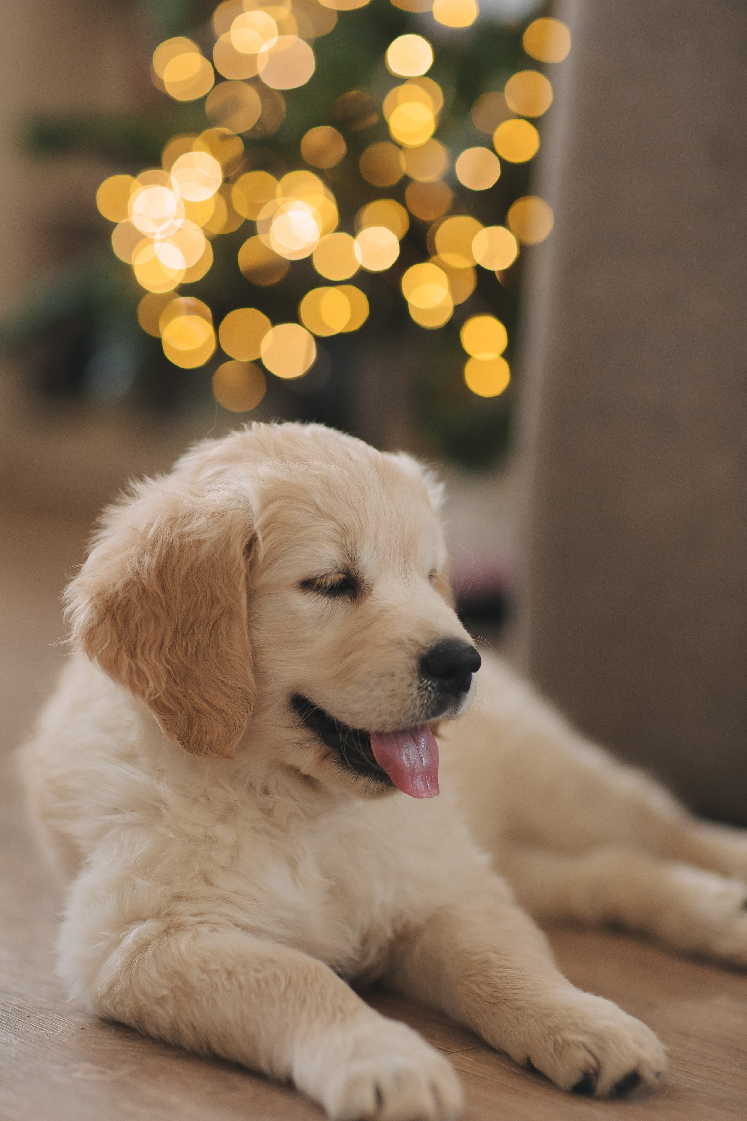 Снежик и Веста, НГ. Свадебный и женский фотограф