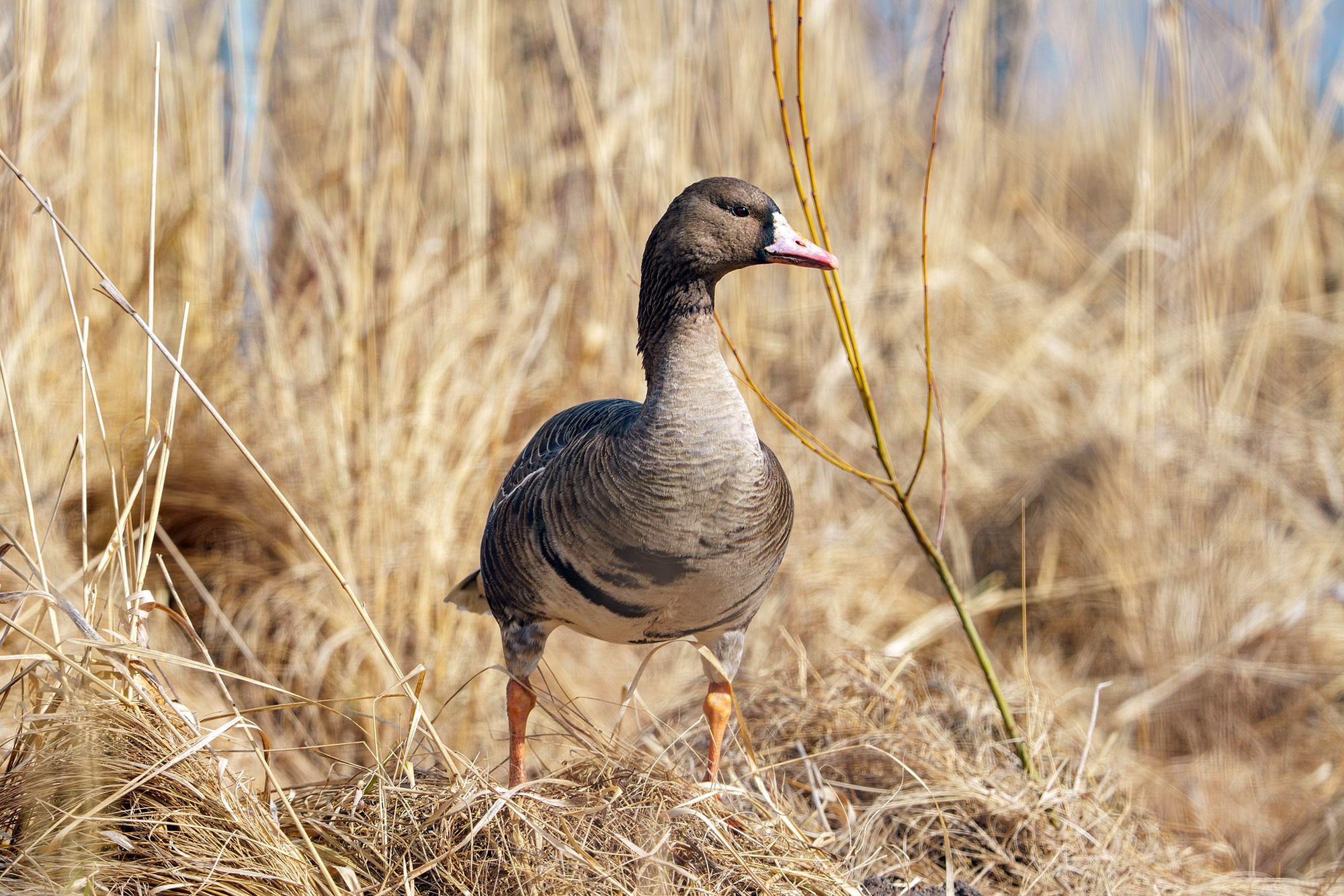 Удивительные мир птиц. Вокруг нас столько прекрасного — присмотритесь!. Ваш личный фотограф Марина Волкова