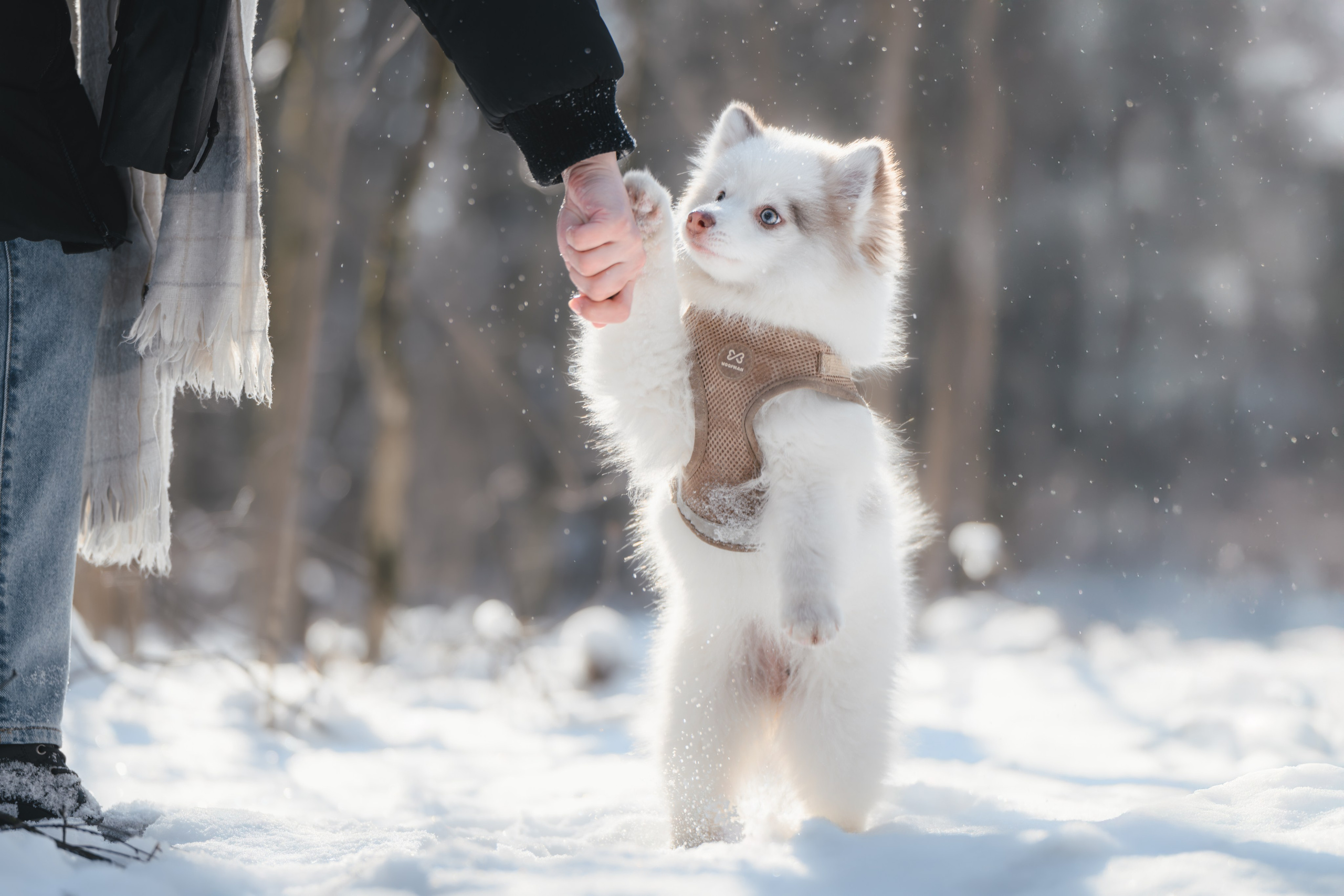 4 щенка помски. Прогулка в лесу. Фотограф Анималист в Москве Анастасия Жучкова