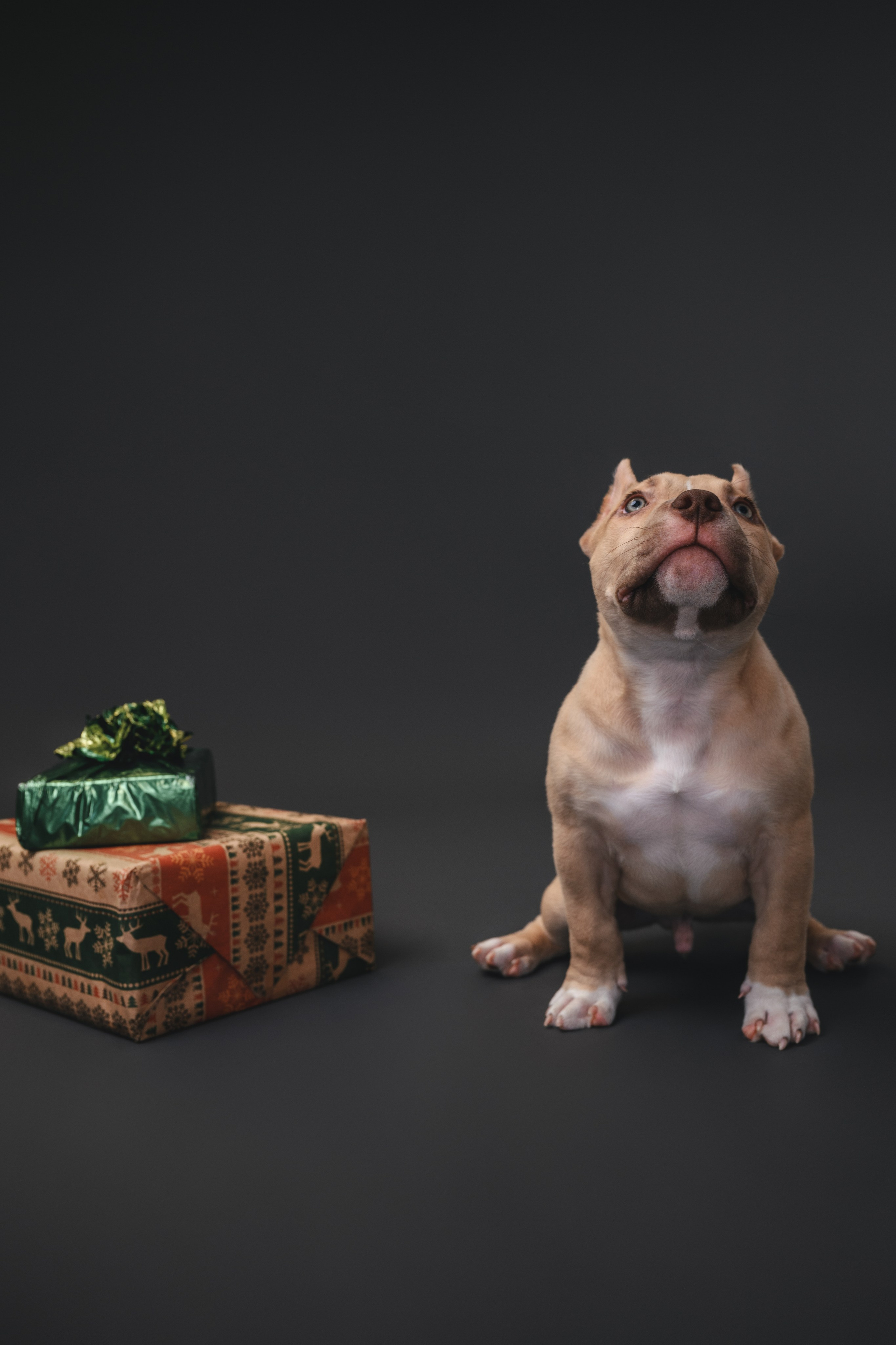 Булли. Фотограф Анималист в Москве Анастасия Жучкова