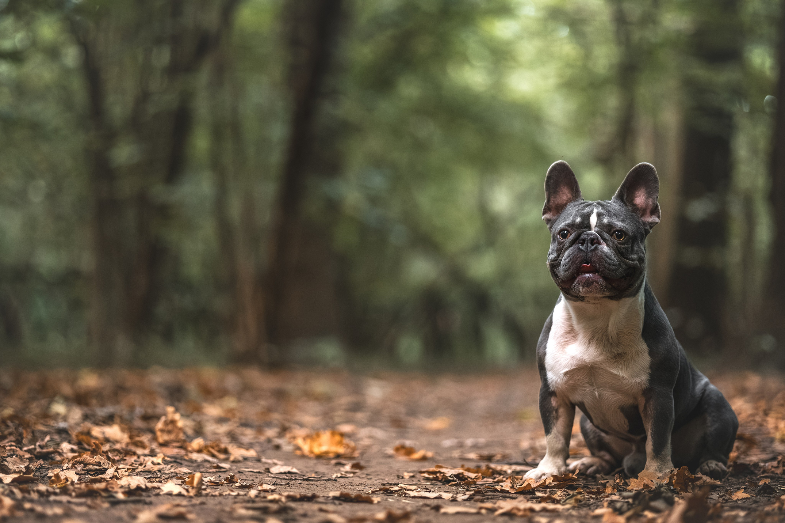 Французский Бульдог в Воронцовском парке (в обработке). Фотограф Анималист в Москве Анастасия Жучкова