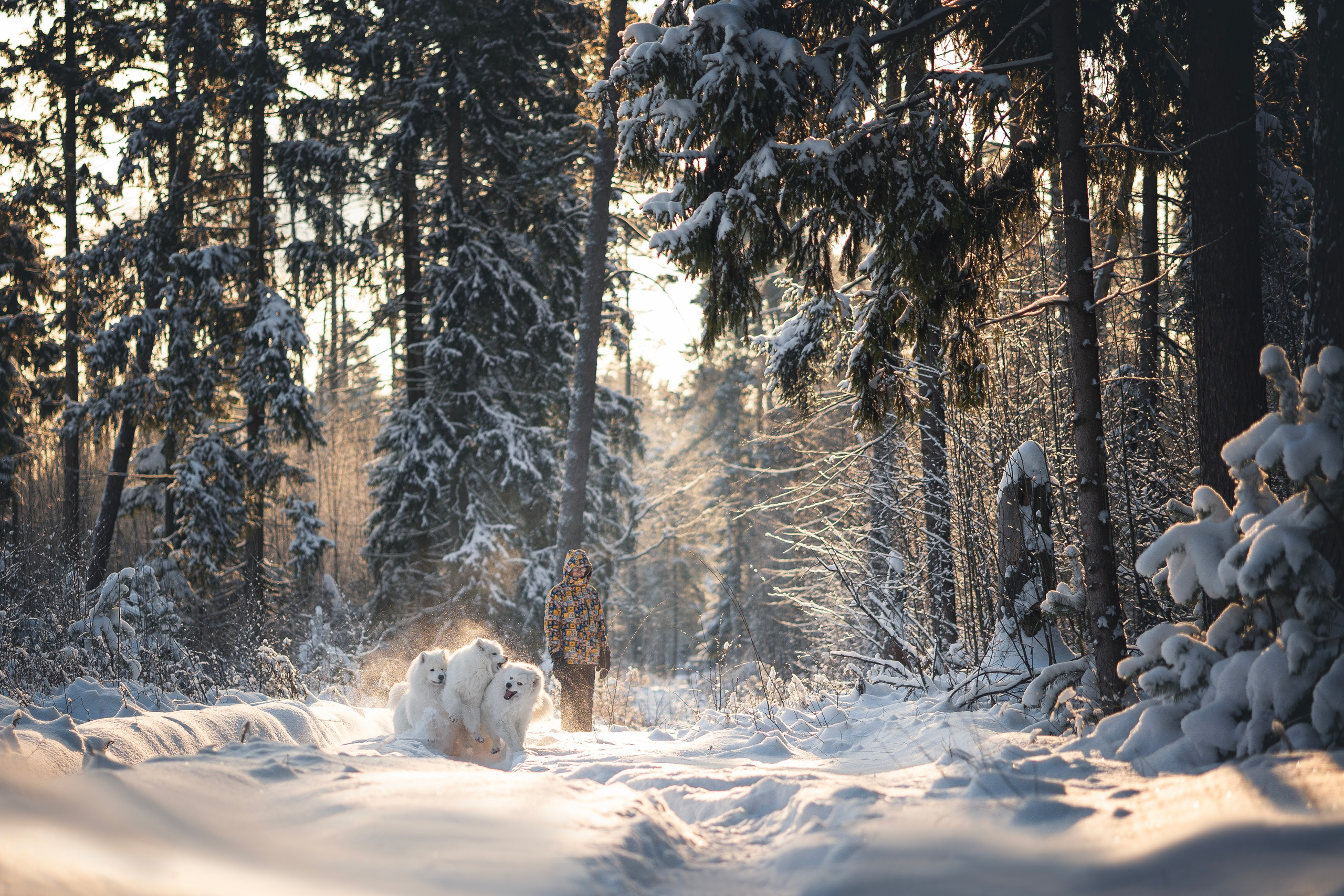 Фото собак, животных зимой. Фотограф анималист в Москве Майорова Евгения