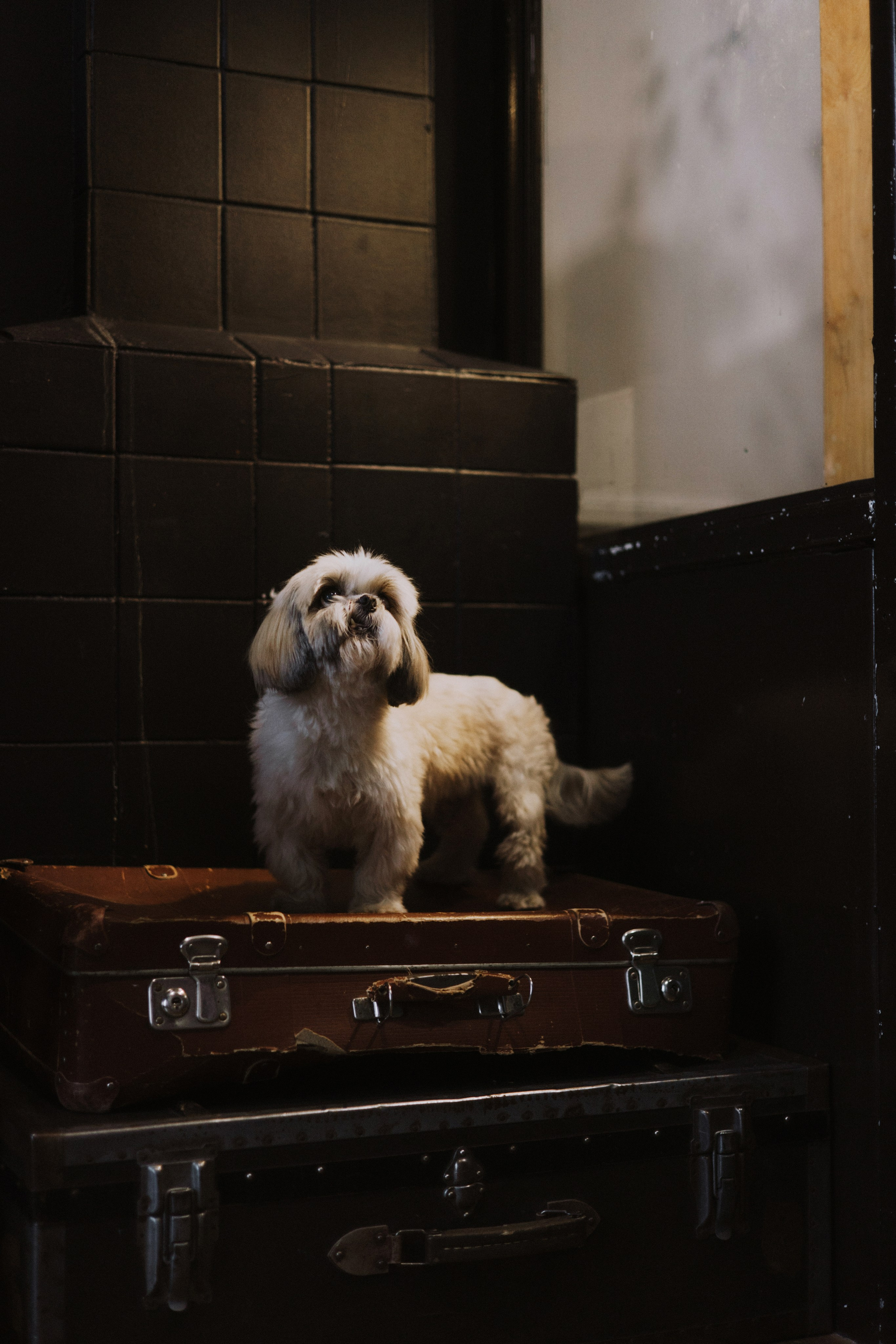 Ирина и Винни. Фотограф-анималист Богданова Полина