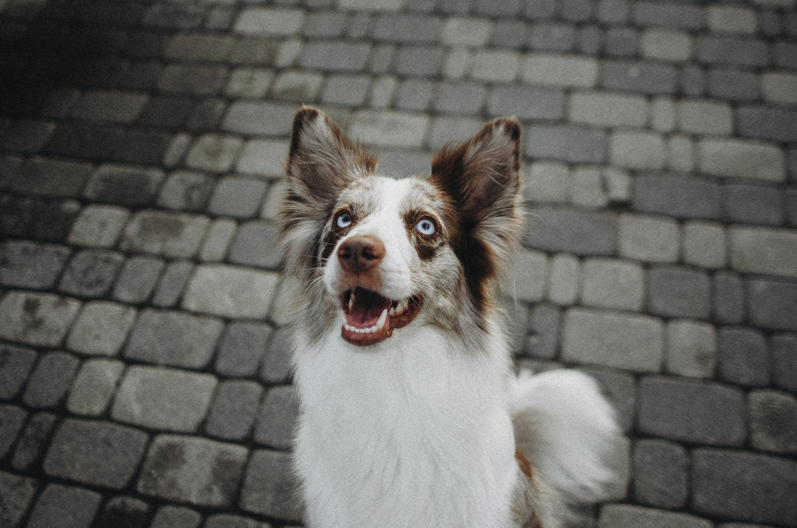 Алина и Бруна. Фотограф-анималист Богданова Полина