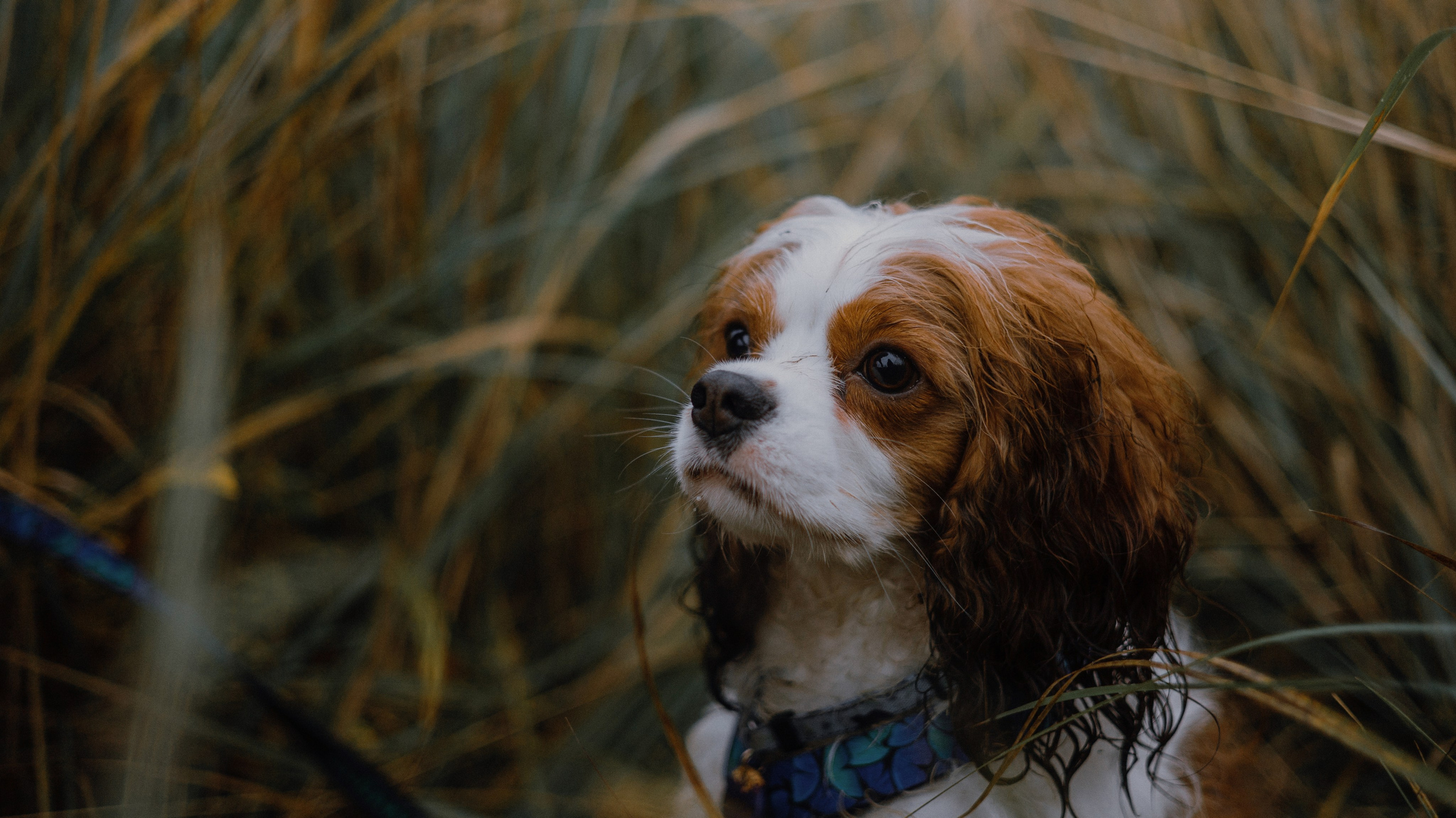 Маша и Дарси. Фотограф-анималист Богданова Полина