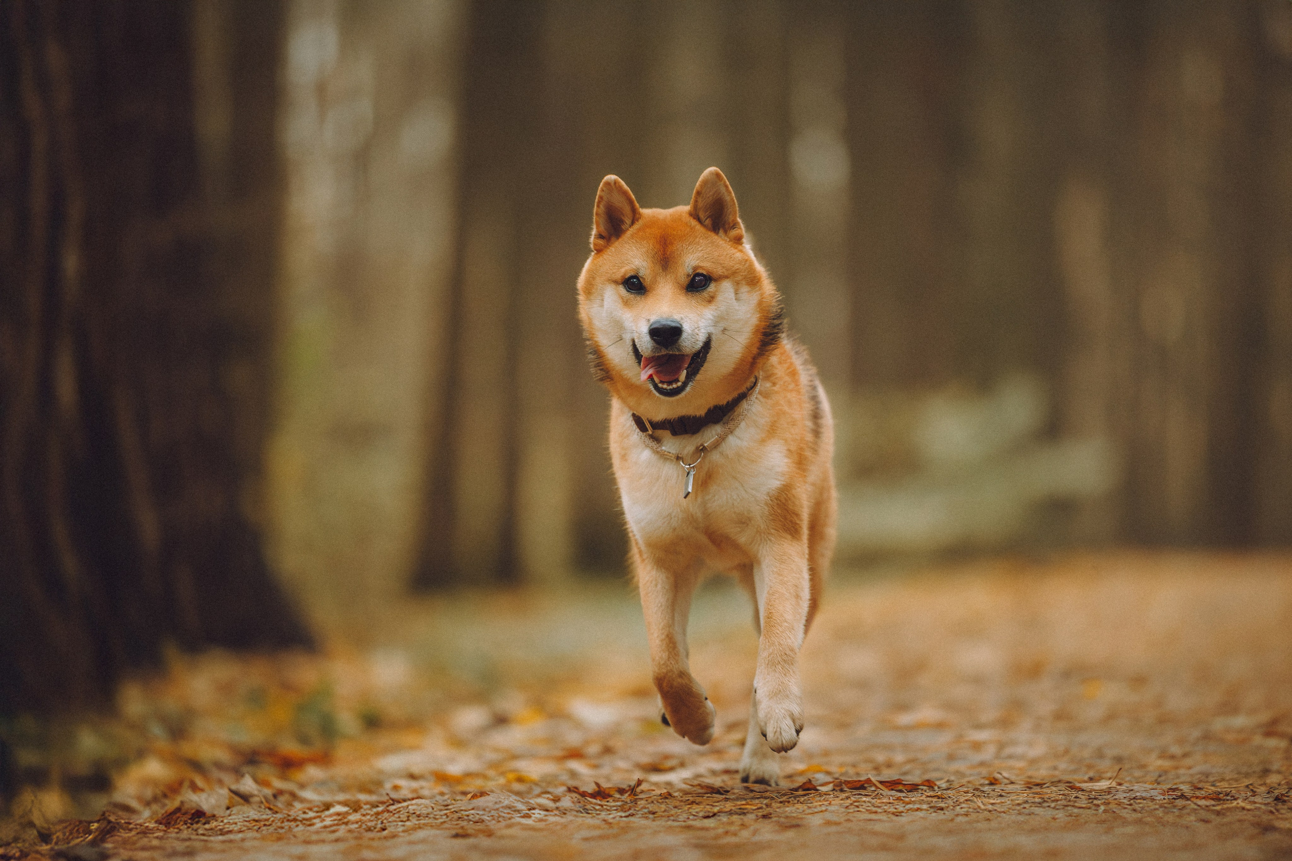 Настя, Юра и Скай