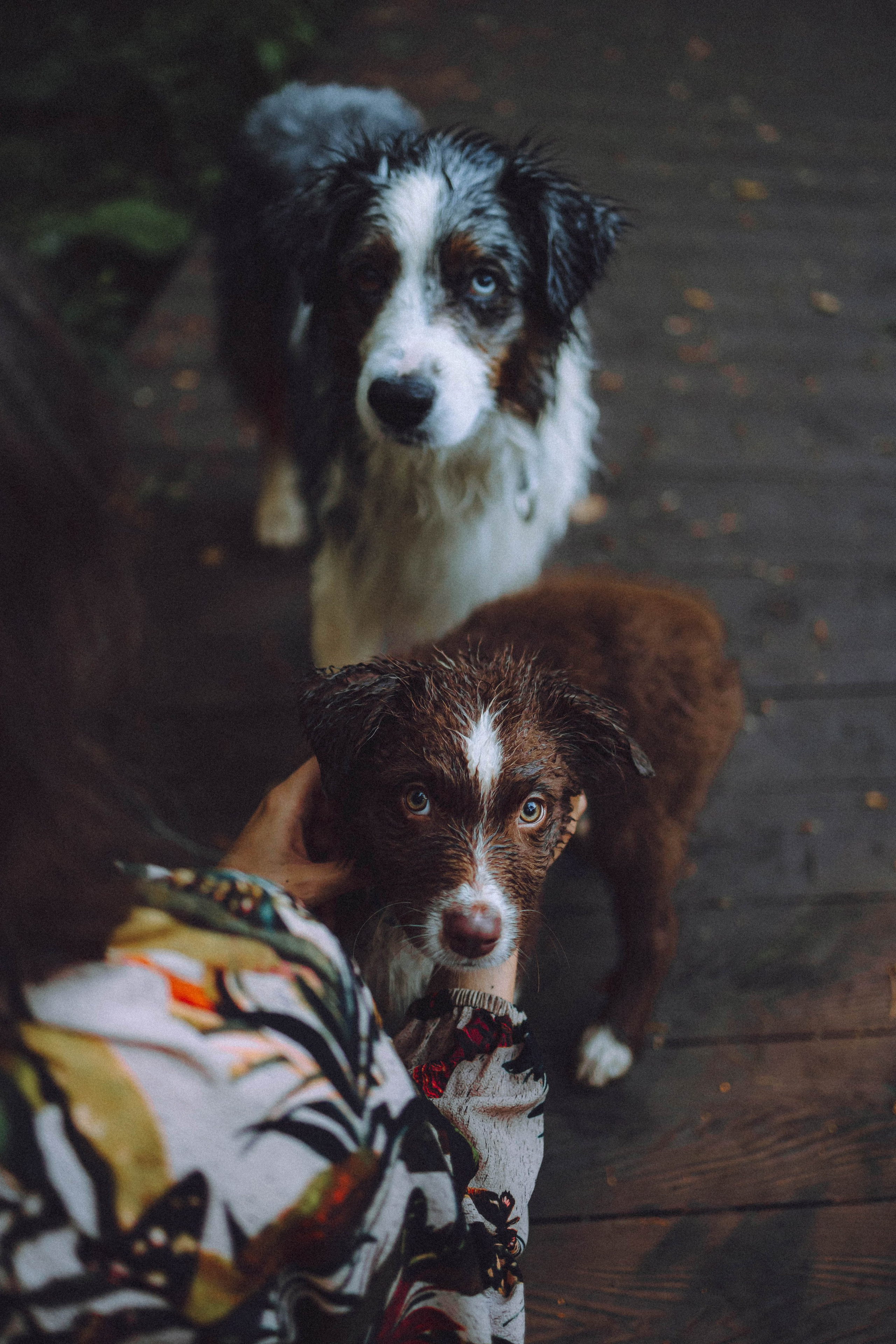 Лена, Принц и Фенек