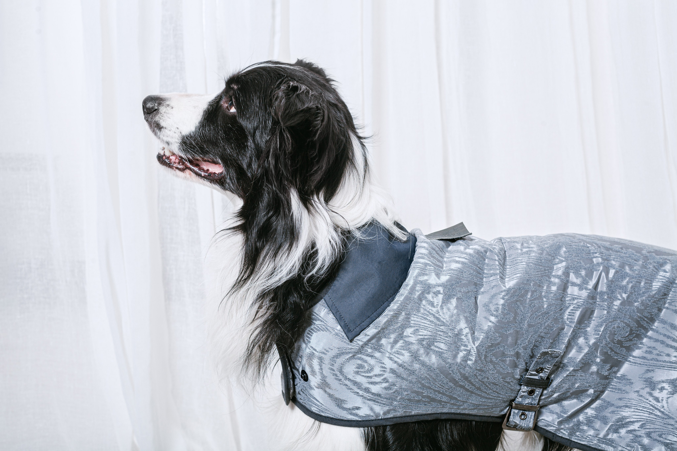 Съемка для бренда TEDDYBOY. Фотограф-анималист Татьяна Степанова