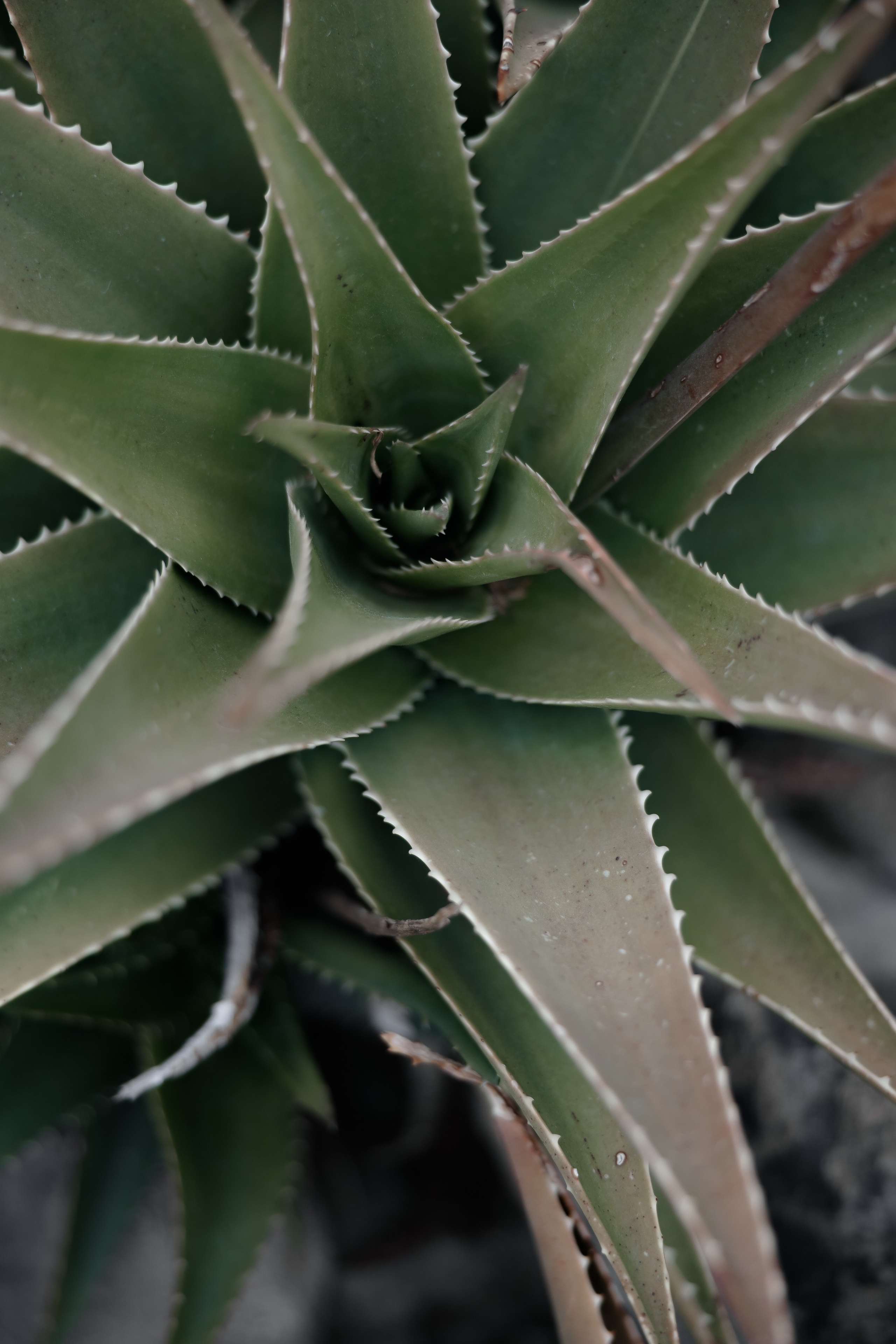 Wedding in Turkey. Wedding photographer Victoria Karpova