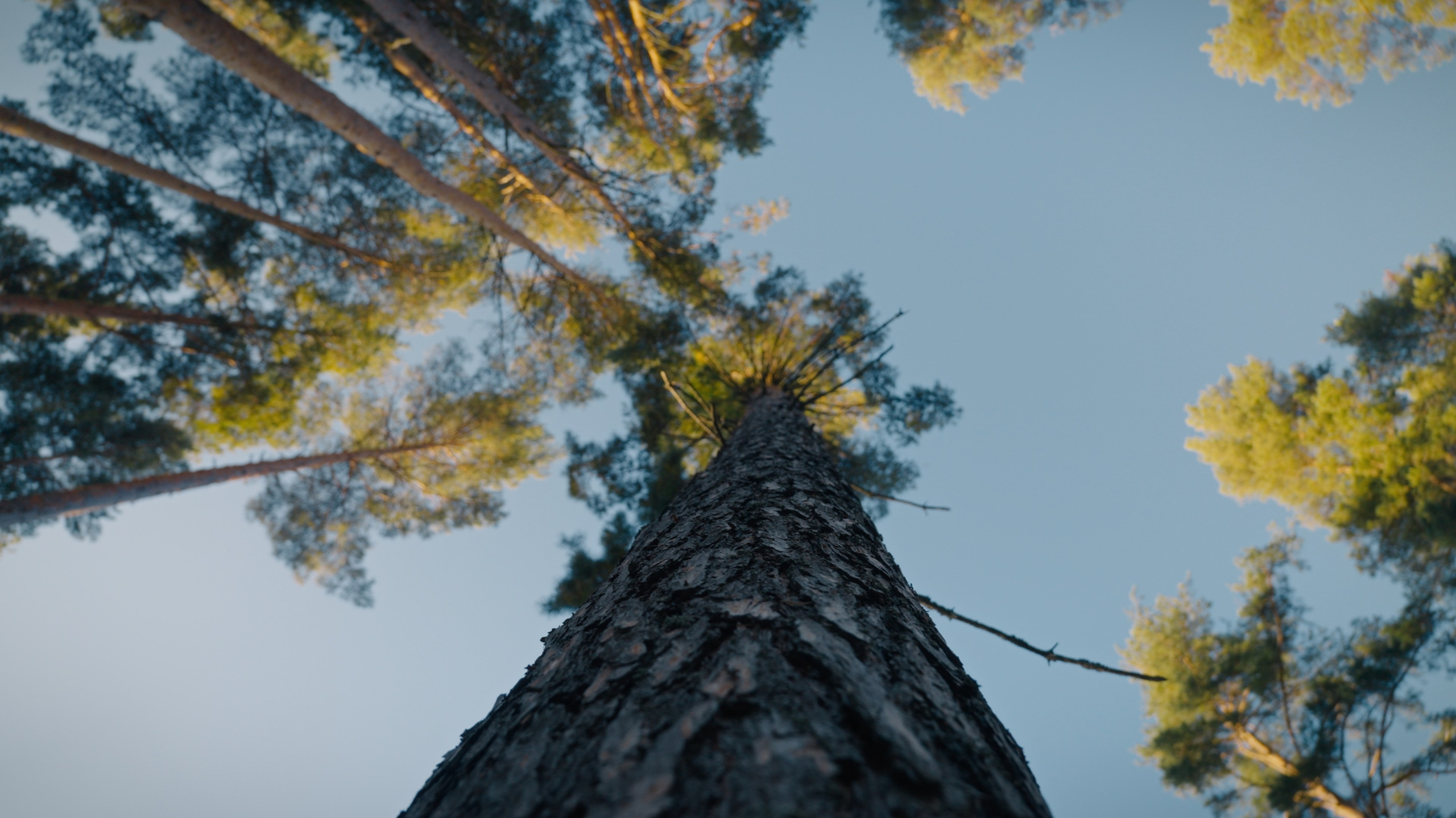 Тихолесье — Ваш дом и уют (promo). Цветокоррекция видео онлайн Иван Сержанов