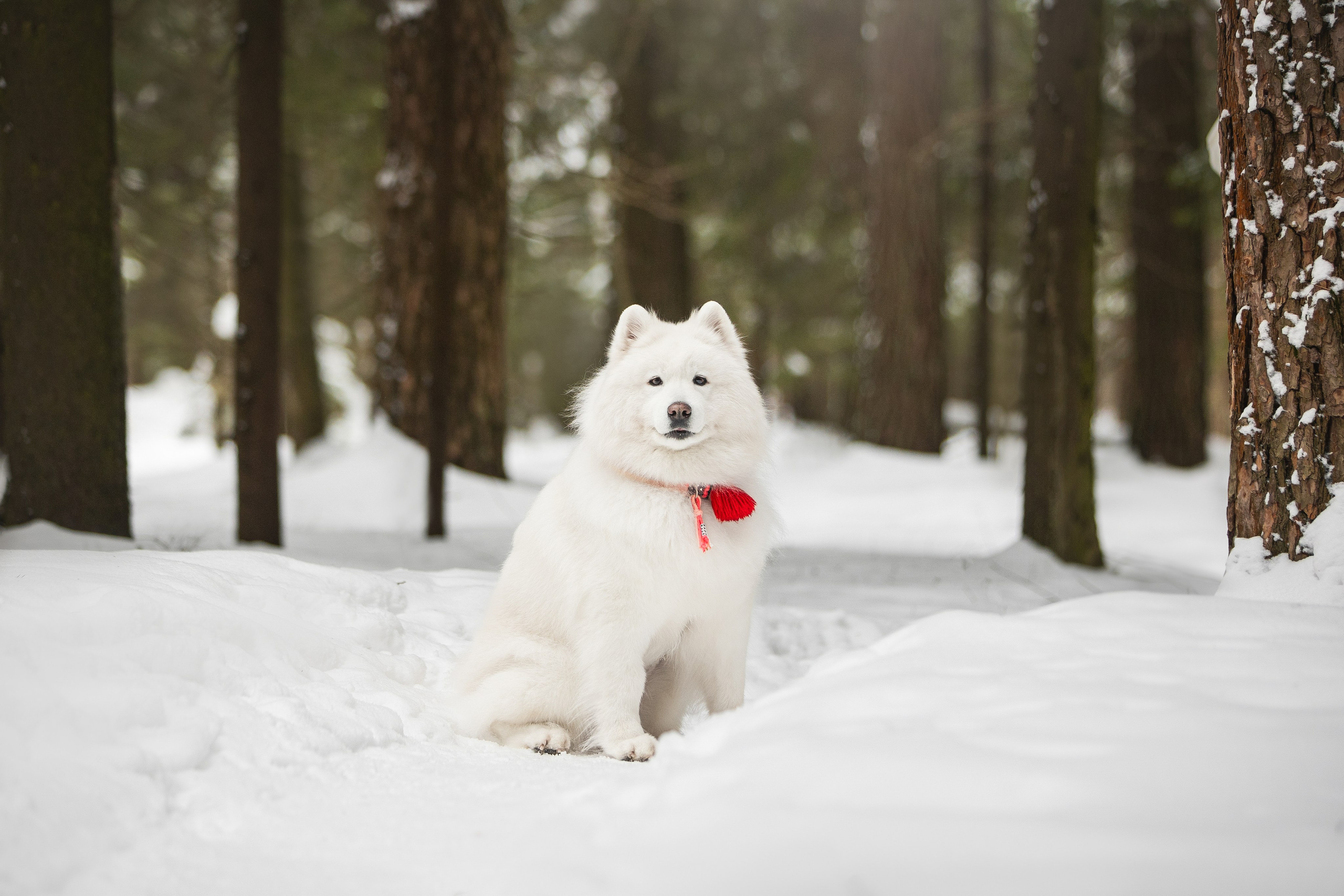 Валя, Варя и Лада. Фотограф анималист в Москве Майорова Евгения