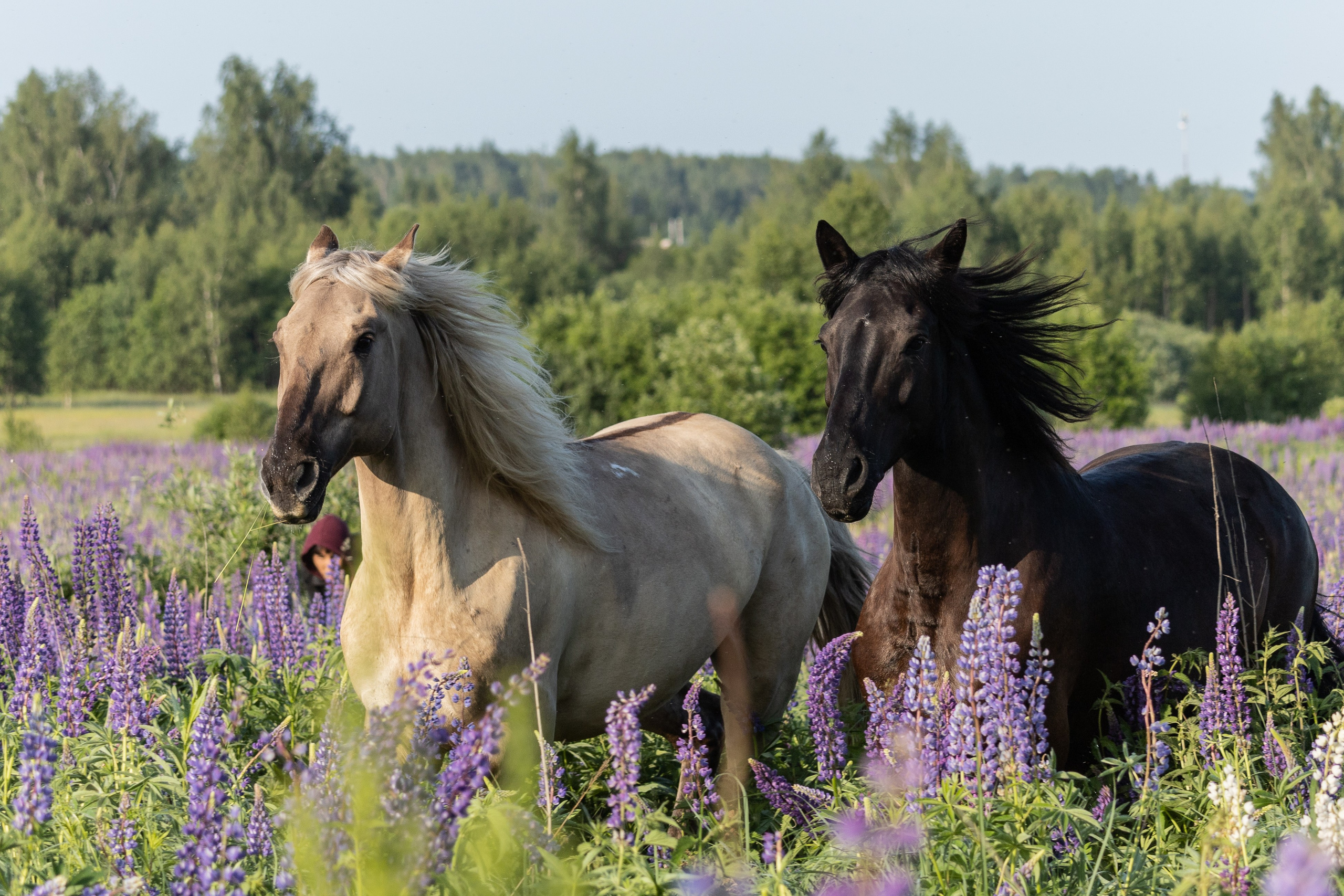 Съёмки с животными. Фотограф в Москве. София Казьмина