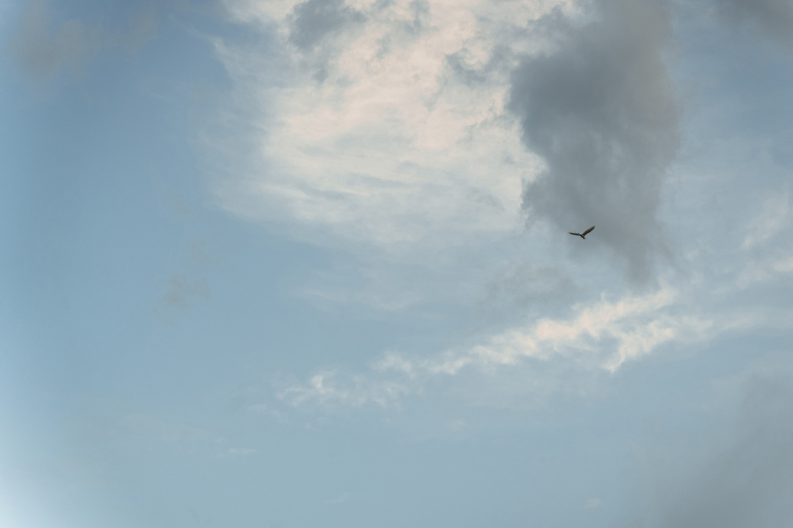 Свадебный вестник. Свадебный фотограф в Ростовe-на-Дону Анастасия Прутова