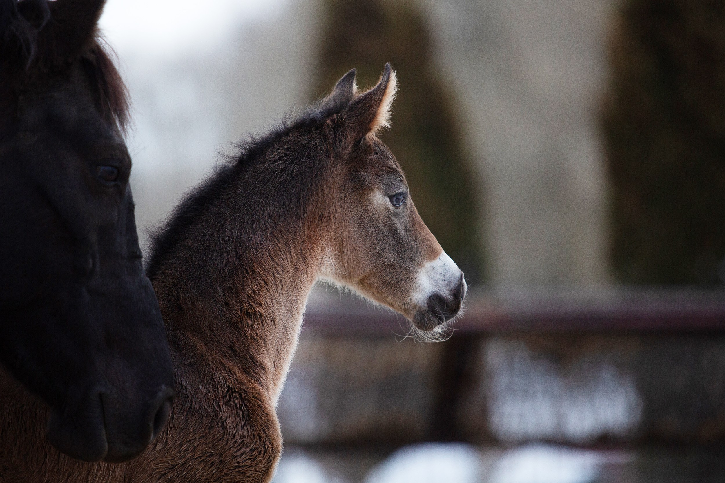 Лошади. Фотограф-анималист Юлия Удовенко