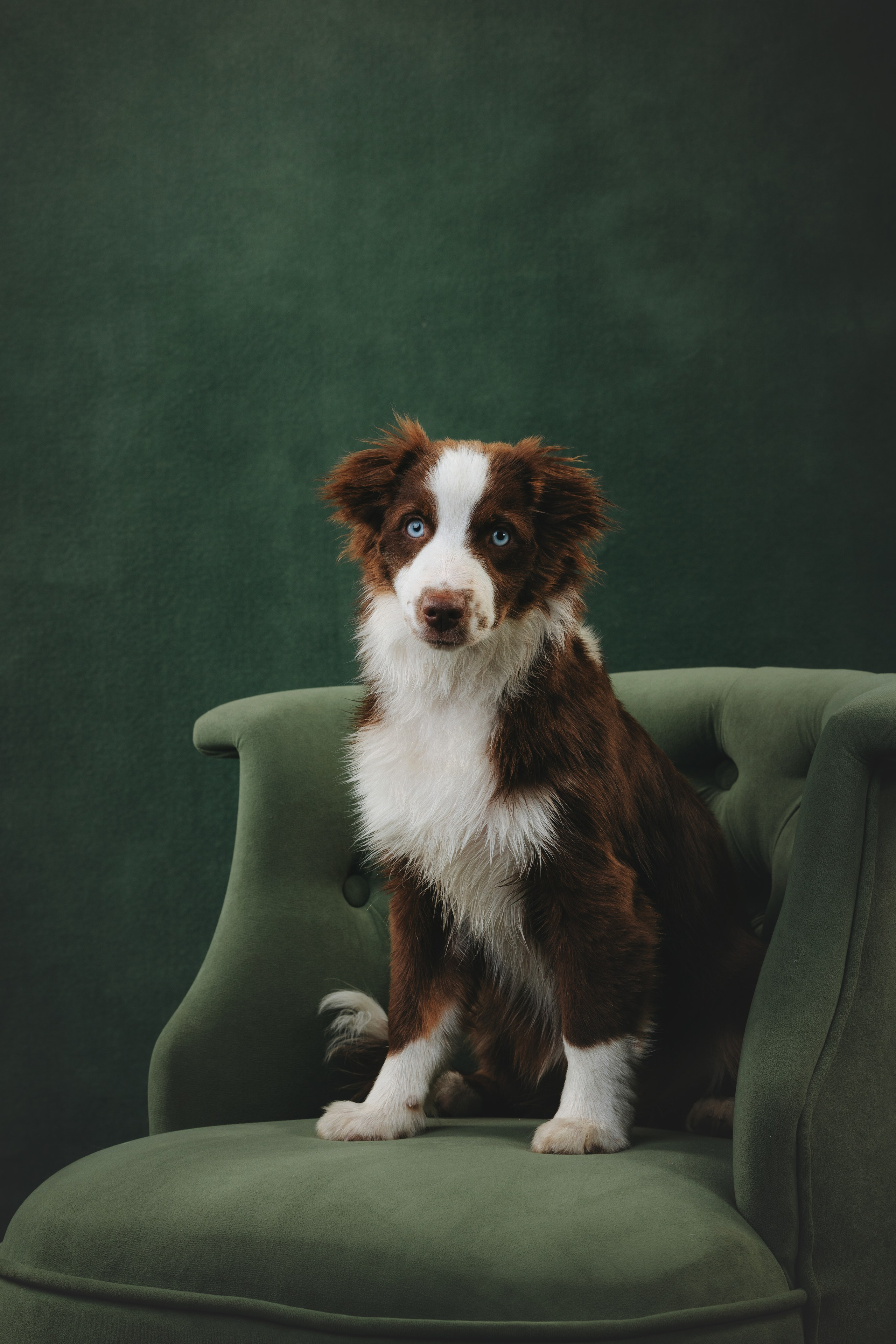 Миниаусси Дайс. Фотограф анималист Осипчикова Мария