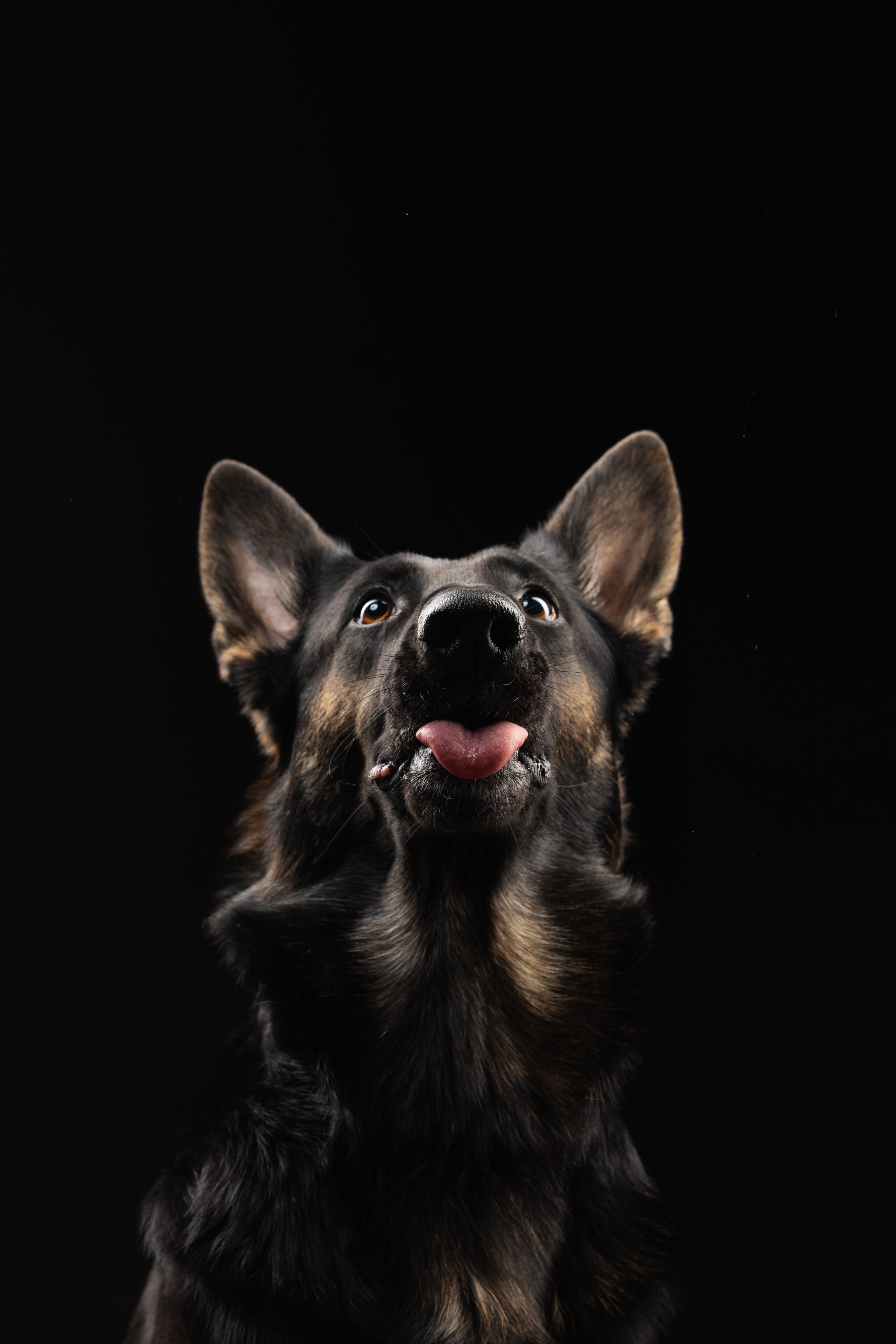 Жара и Делфи. Фотограф анималист Осипчикова Мария