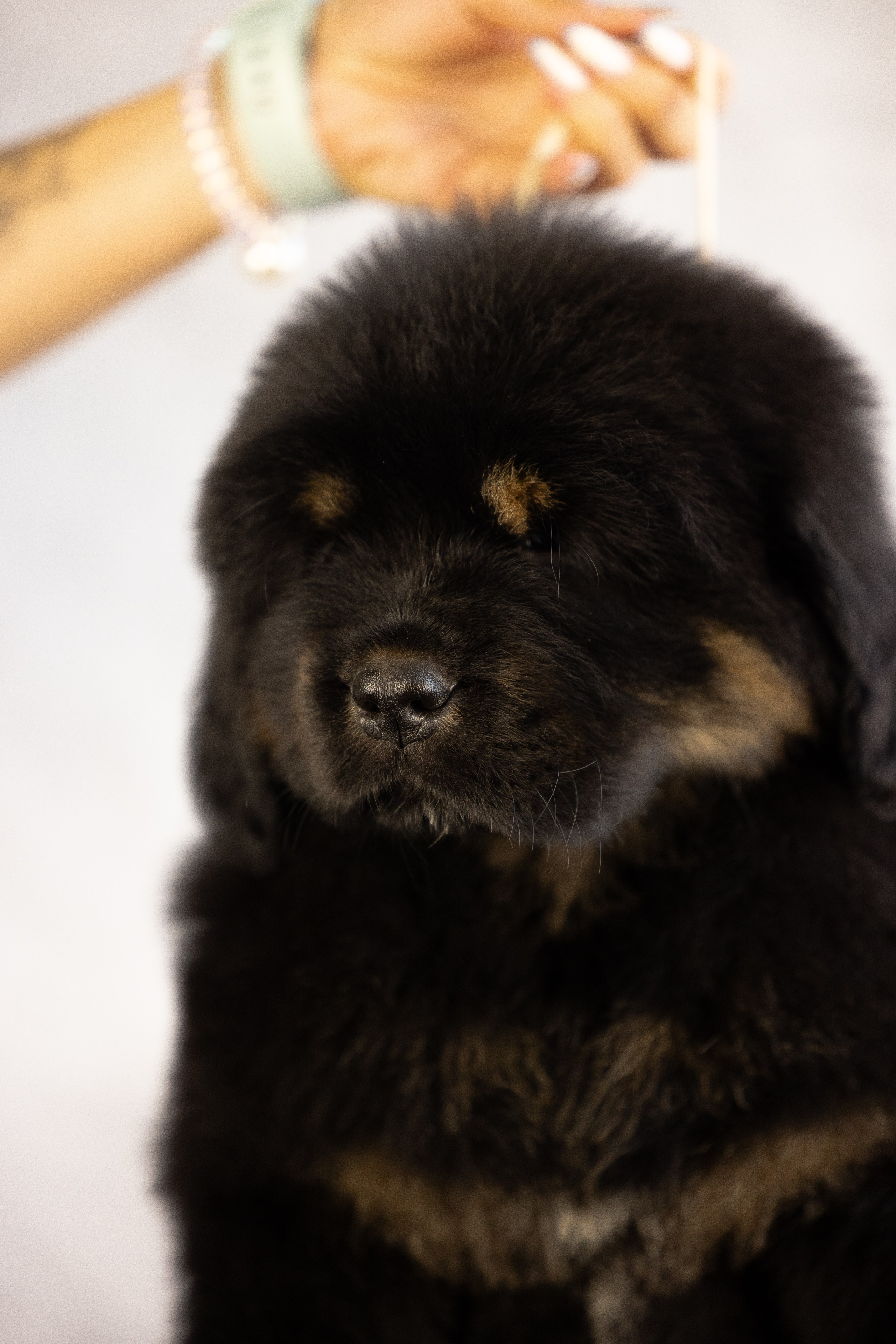 Тибетский мастиф. Фотограф и видеограф анималист Аганина Дарья