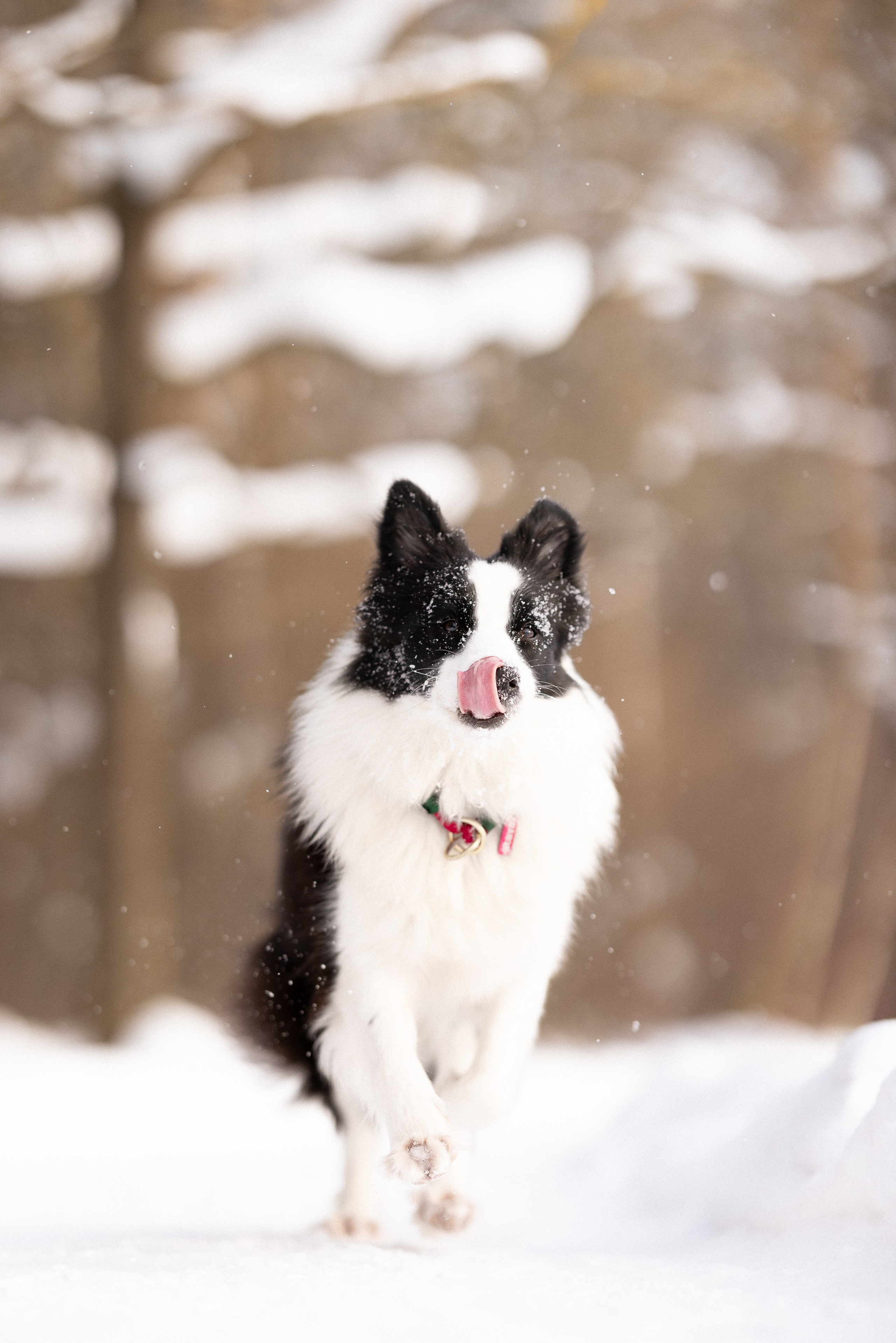 Лилия, Алексей и Ариана. Фотограф и видеограф анималист Аганина Дарья