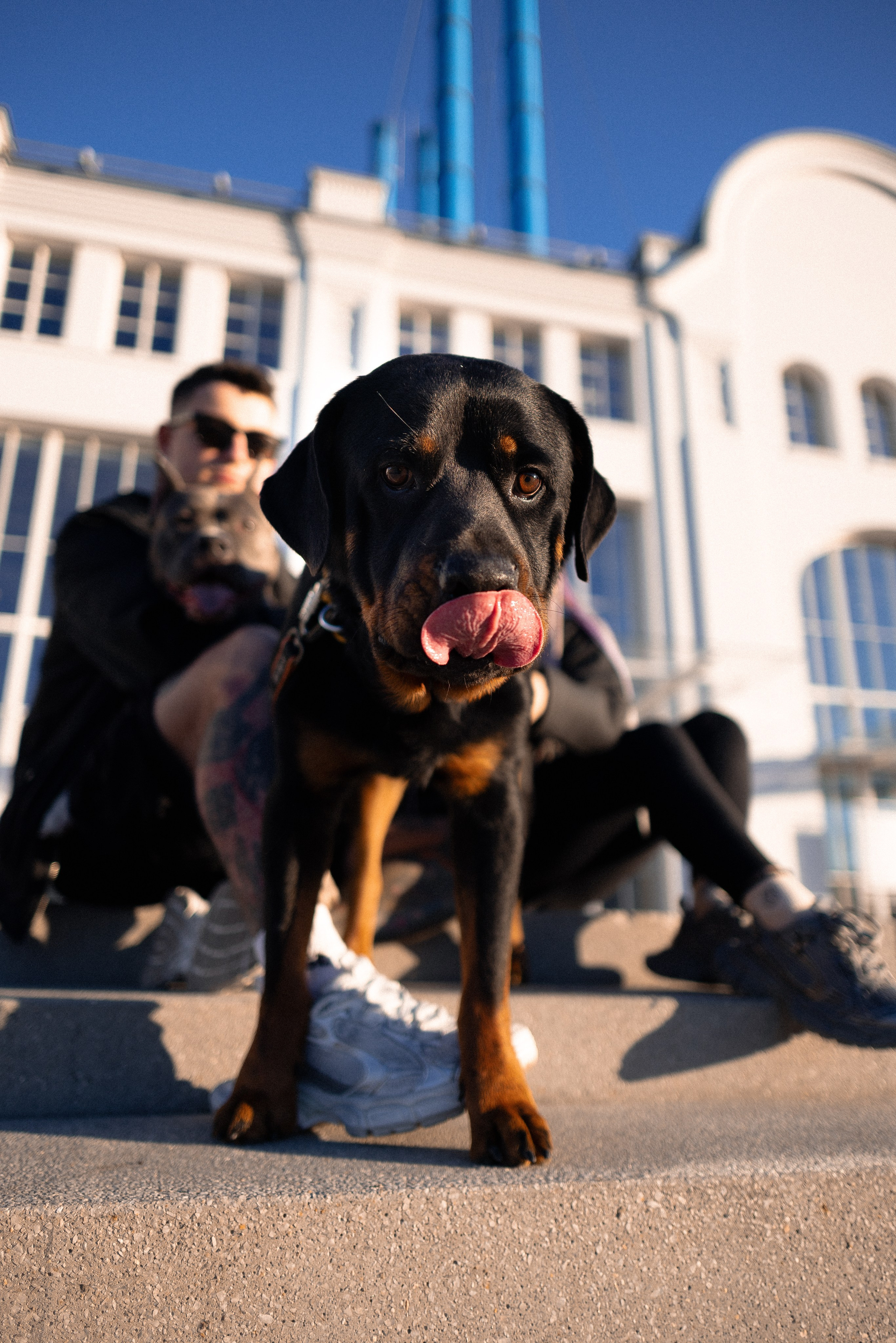 Катя, Леша, Трой и Лея. Фотограф и видеограф анималист Аганина Дарья