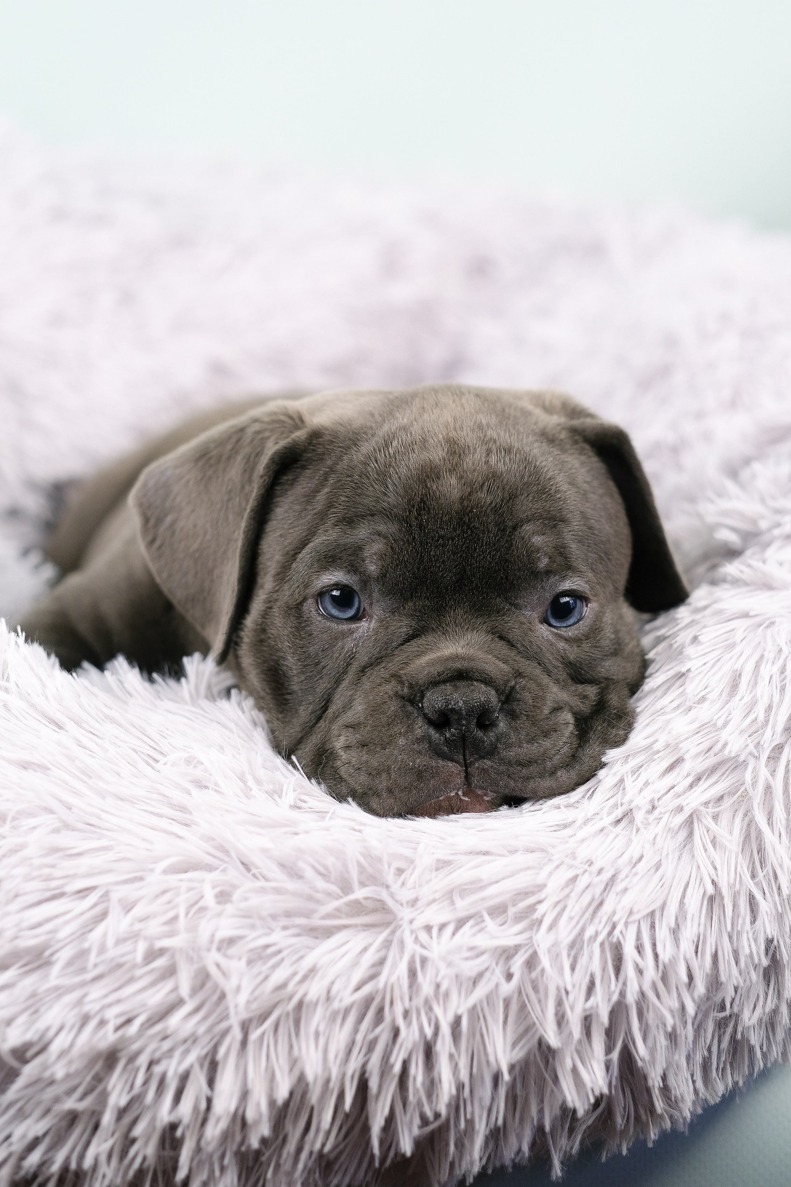 Американский Булли. Фотограф и видеограф анималист Аганина Дарья